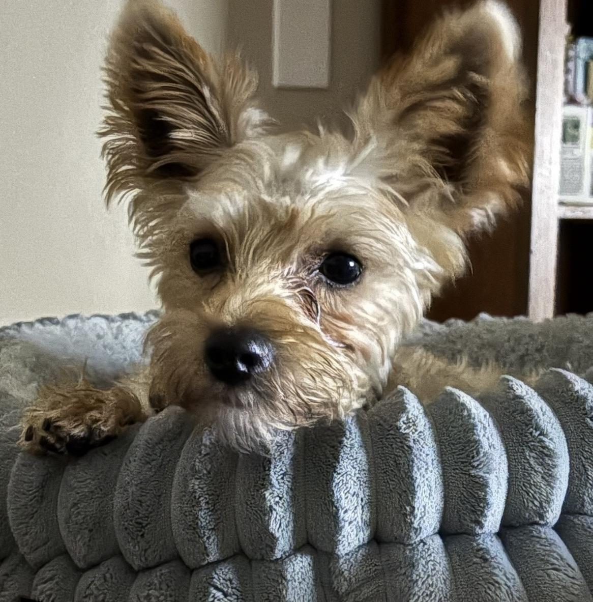 Buddy, Adoptable, Young Male Yorkshire Terrier.