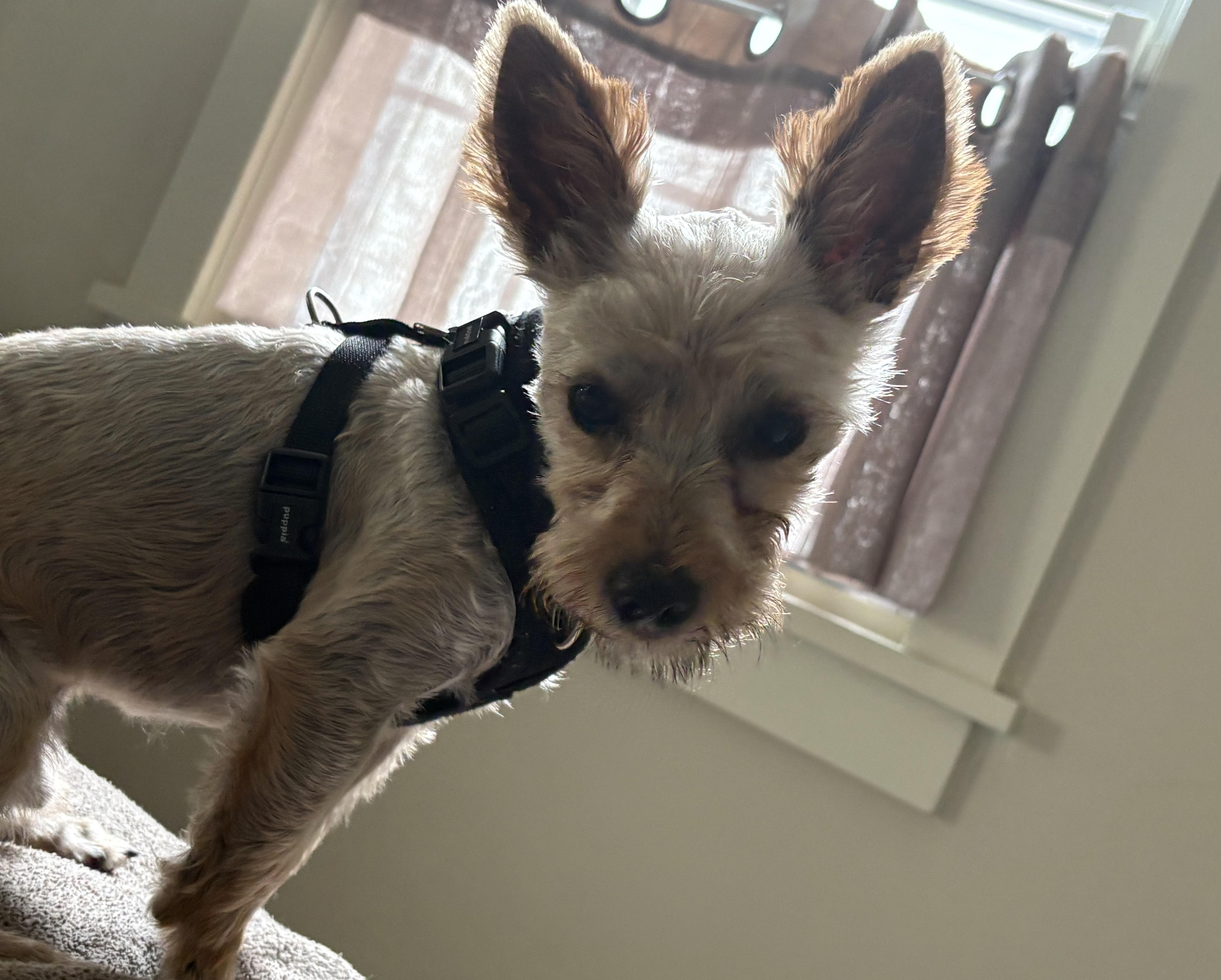 Enlarge Buddy, a Adoptable mixed breed in Rochester, NY image 2/6