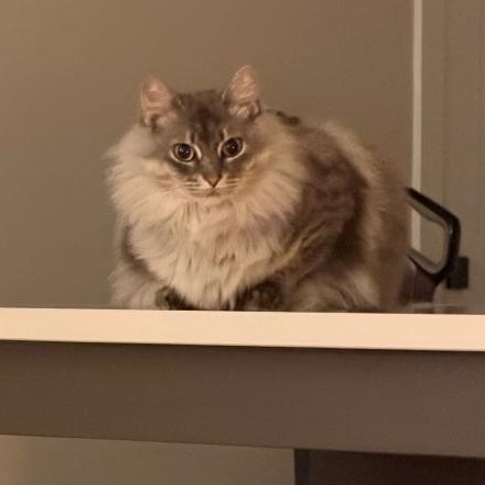 Prissy, Adoptable, Adult Female Domestic Medium Hair.