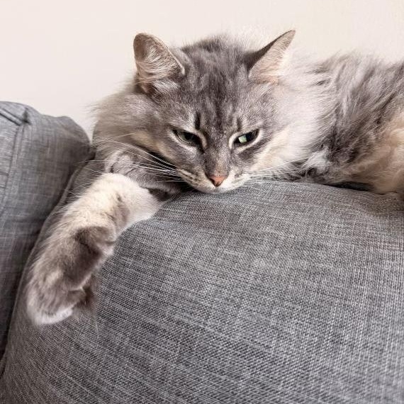 Enlarge Prissy, a Adoptable Domestic Medium Hair in Clayton, NC image 3/5