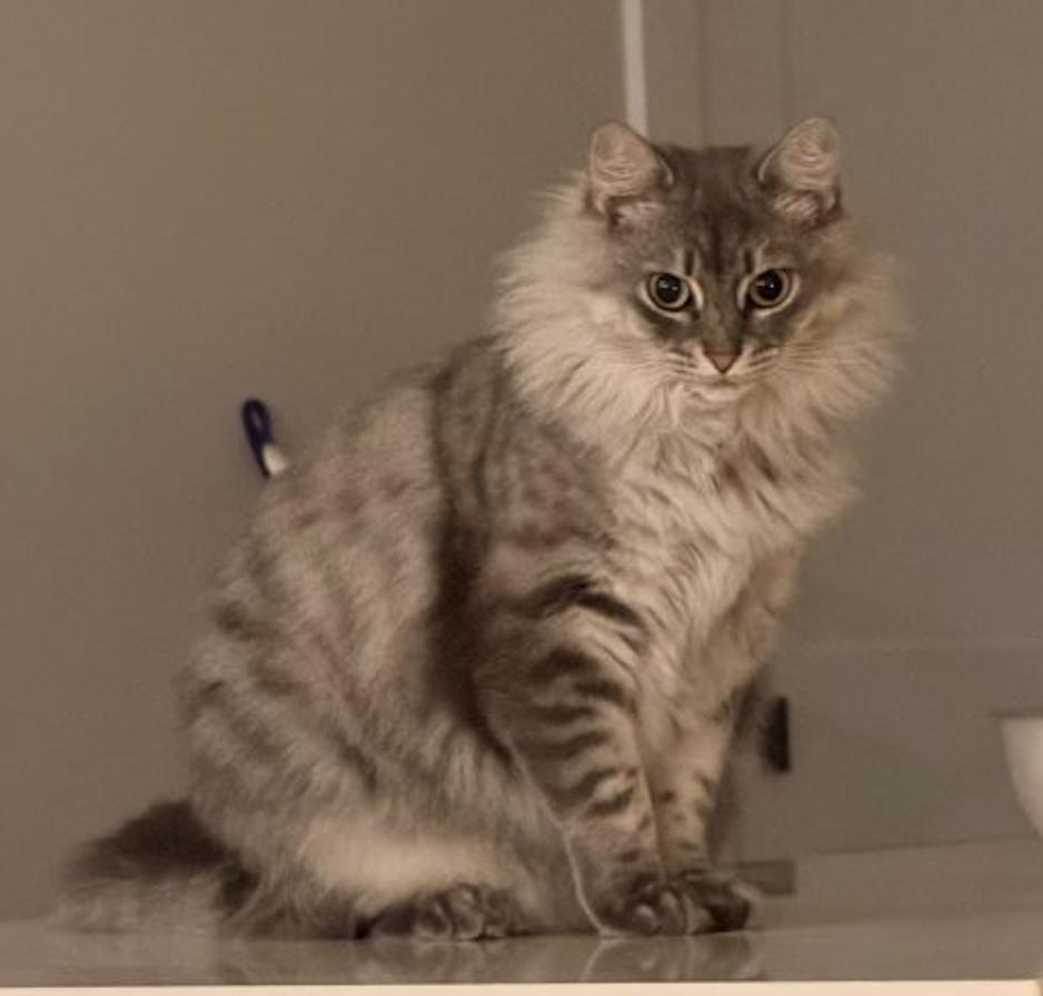 Enlarge Prissy, a Adoptable Domestic Medium Hair in Clayton, NC image 1/5