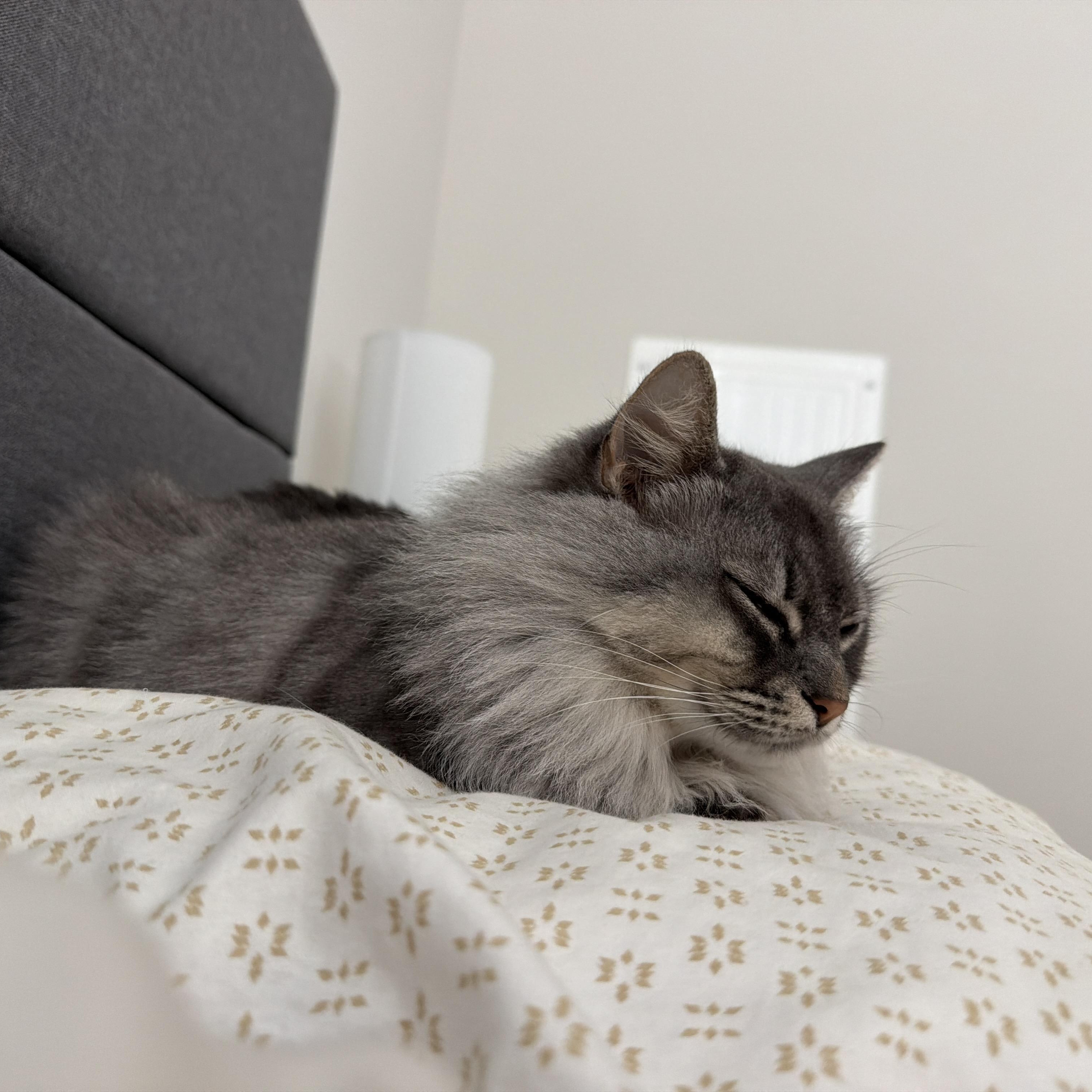 Enlarge Prissy, a Adoptable Domestic Medium Hair in Clayton, NC image 4/5