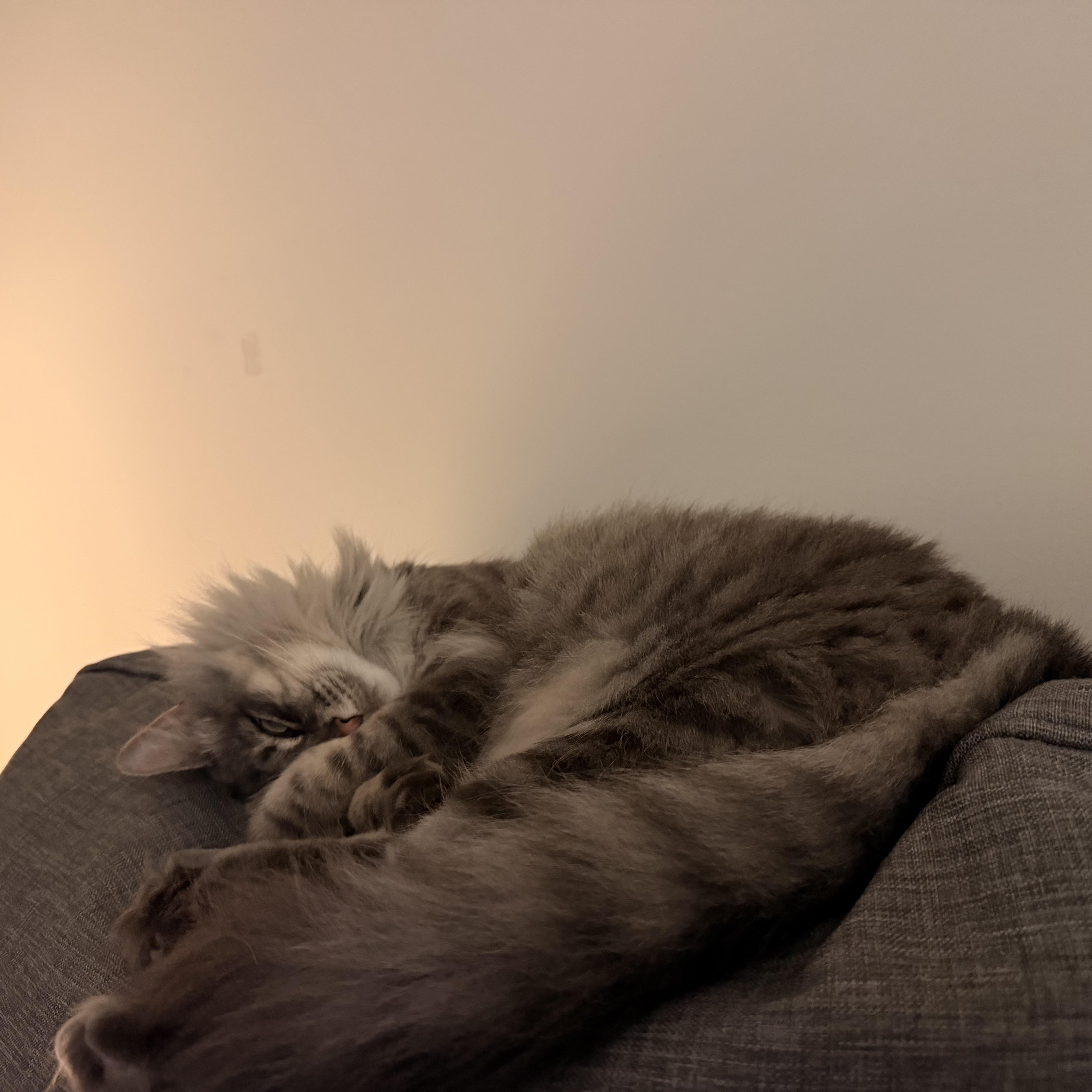 Enlarge Prissy, a Adoptable Domestic Medium Hair in Clayton, NC image 5/5