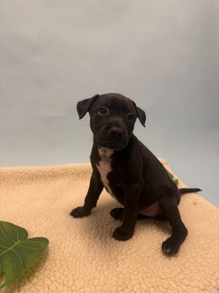 Enlarge Krill, a Adoptable mixed breed in Phoenix, AZ image 3/4