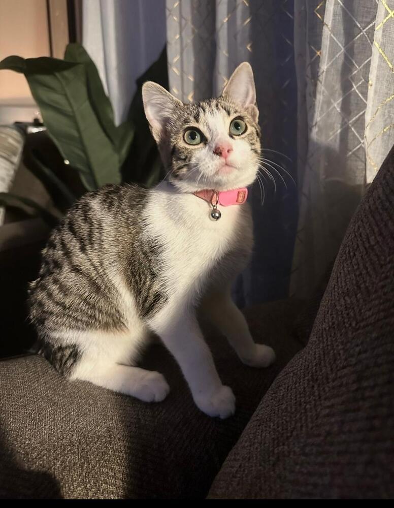 Willow, Adoptable, Kitten Female Domestic Short Hair.