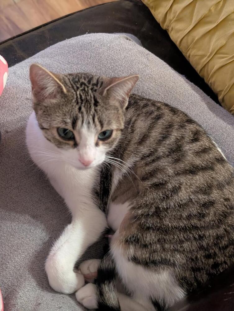 Willow, a Adoptable Domestic Short Hair in Oceanside, CA image 3/5