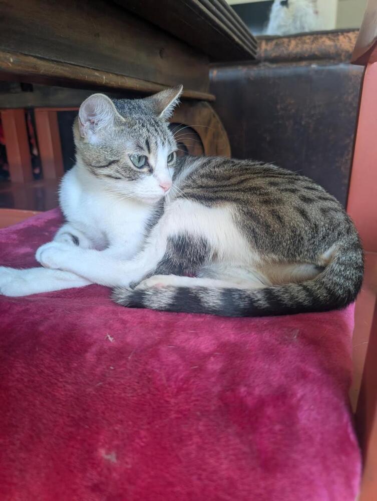 Enlarge Willow, a Adoptable Domestic Short Hair in Oceanside, CA image 3/3