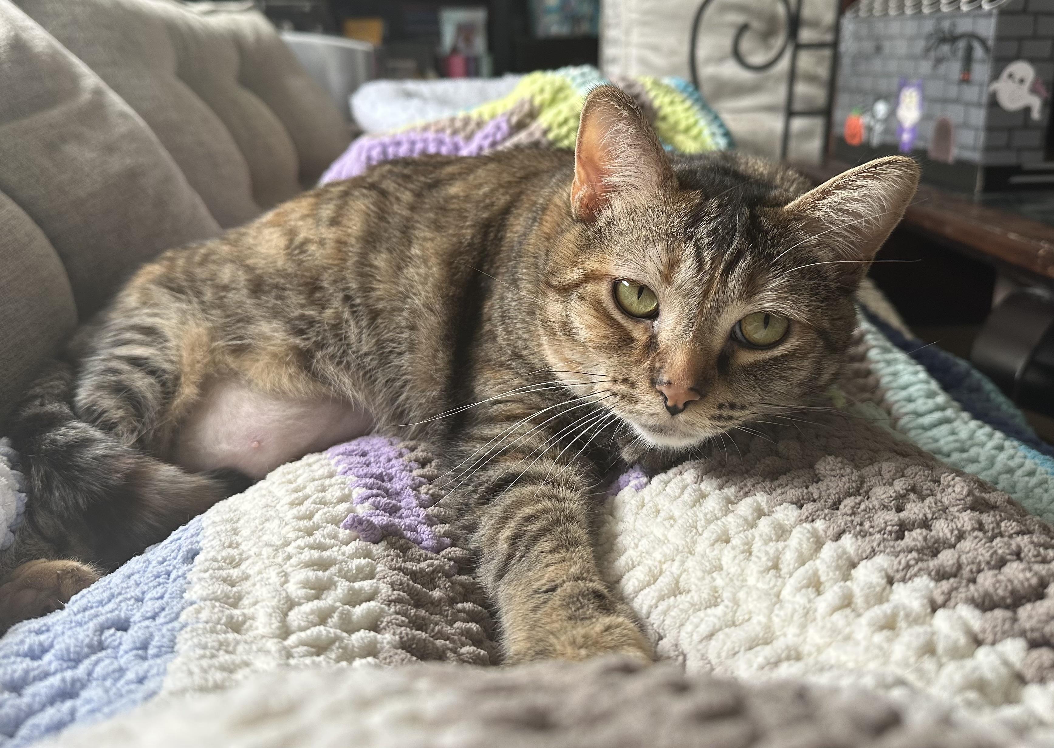 Mochi, an adoptable Tabby in Auburn, WA, 98001 | Photo Image 2
