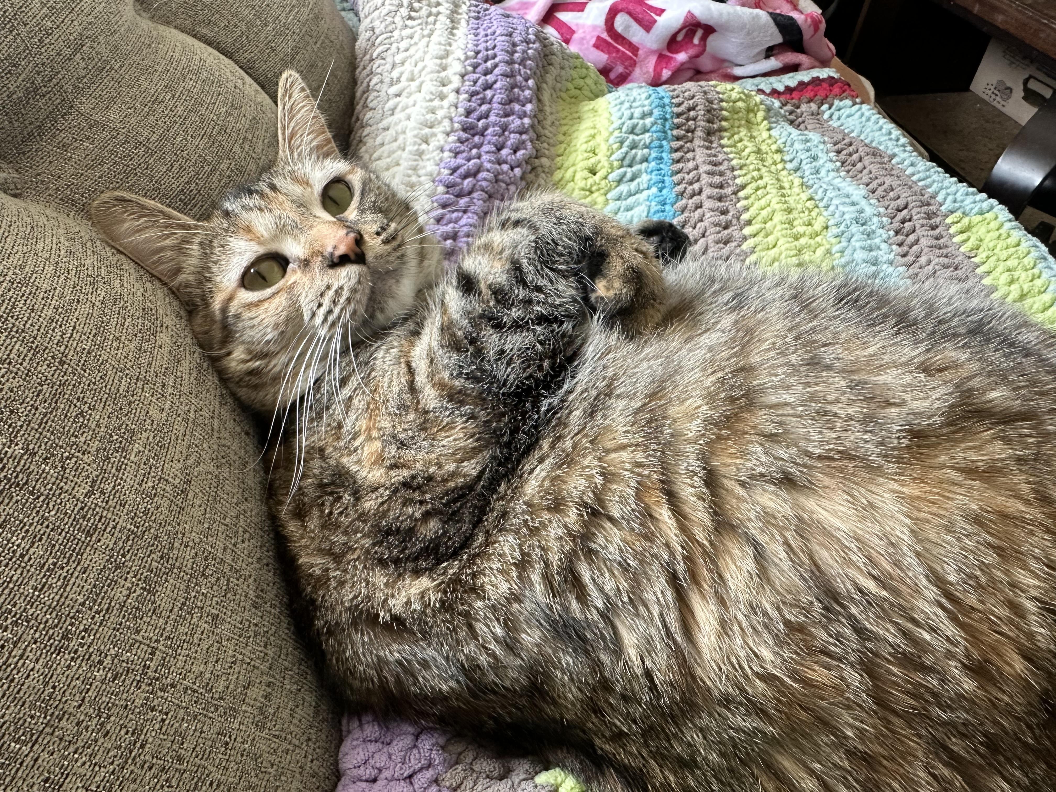 Mochi, an adoptable Tabby in Auburn, WA, 98001 | Photo Image 3