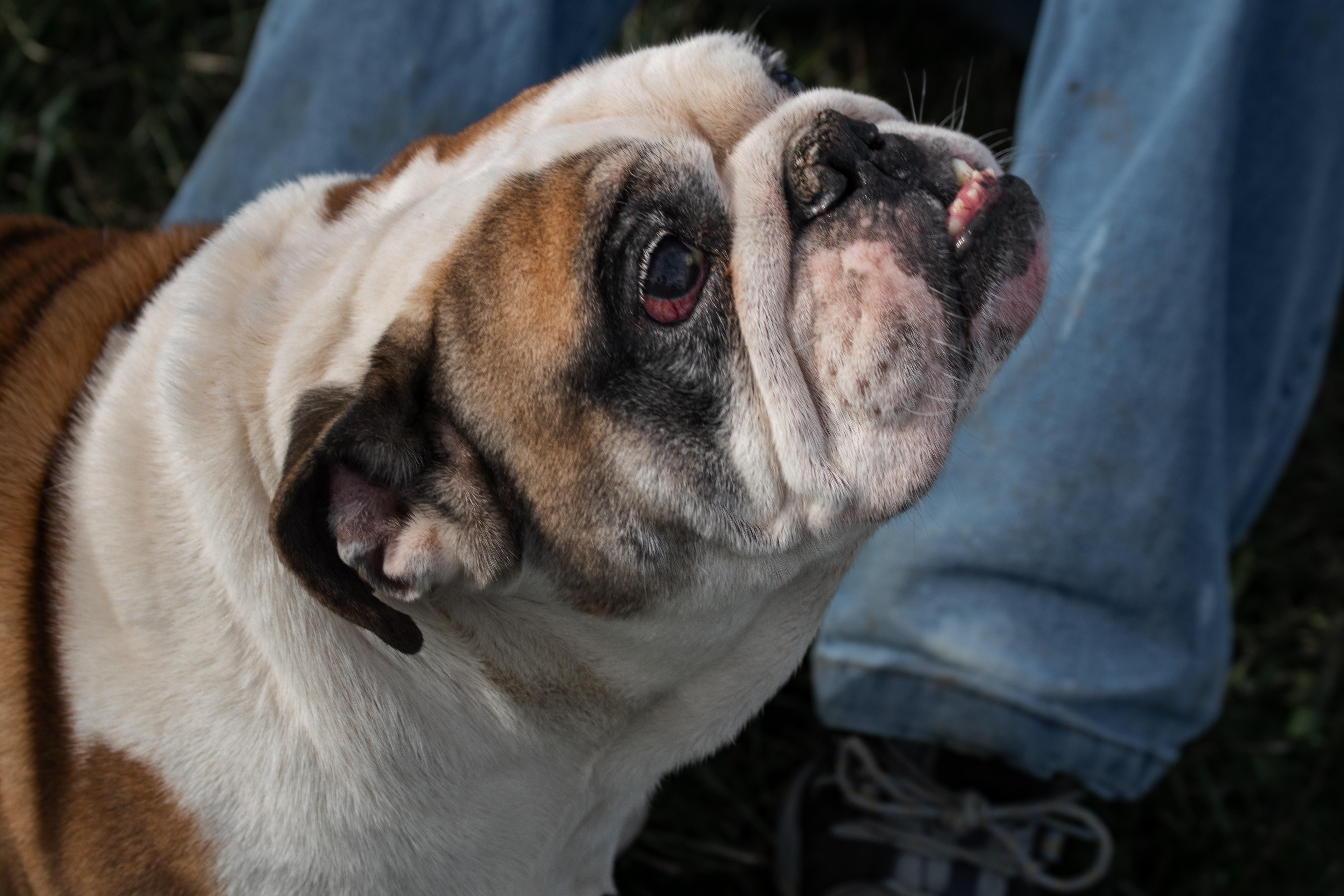 Enlarge Lucky, an adopted English Bulldog in Winchester, KY image 3/6