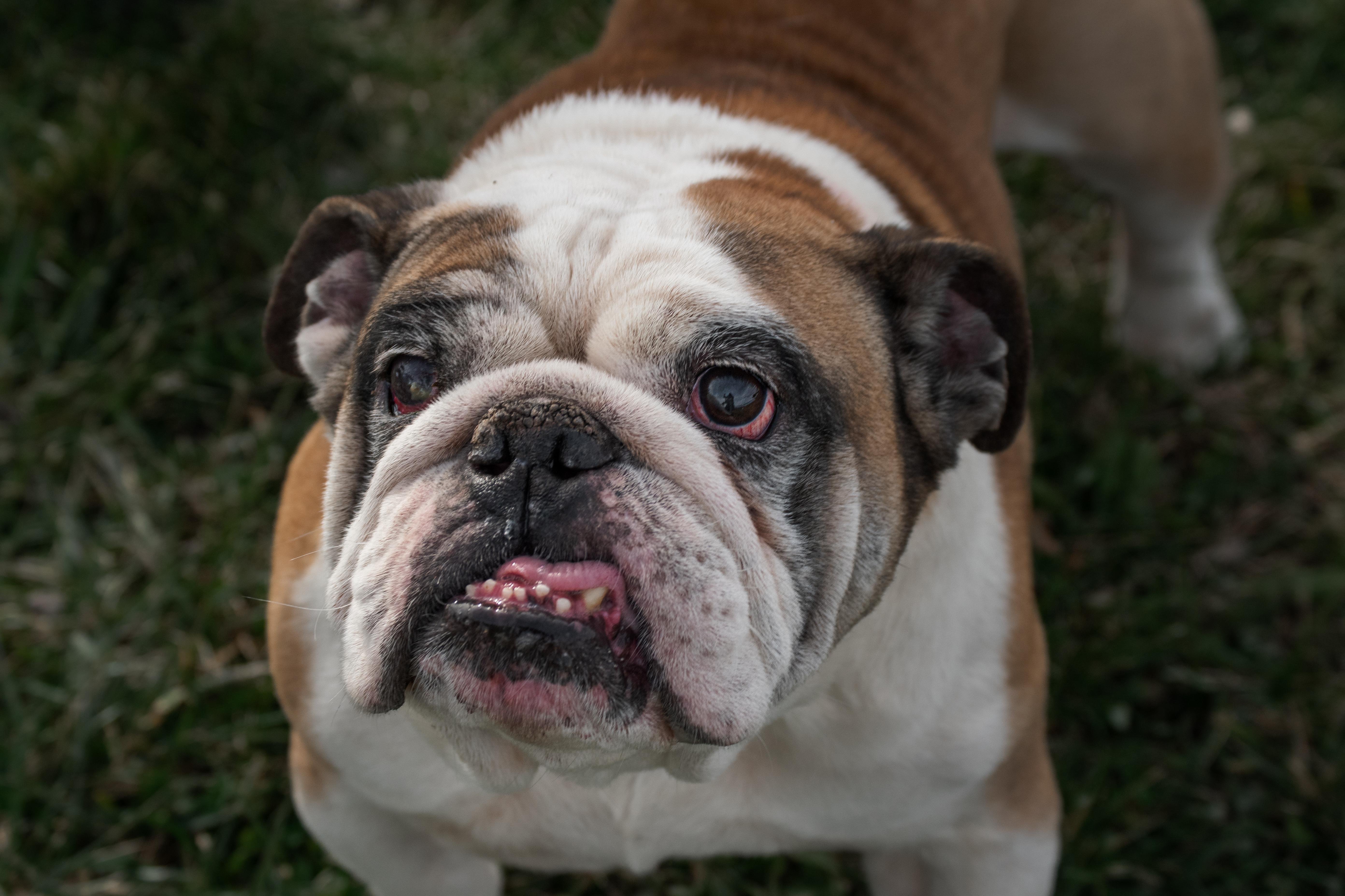 Lucky, adopted, Senior Male English Bulldog.