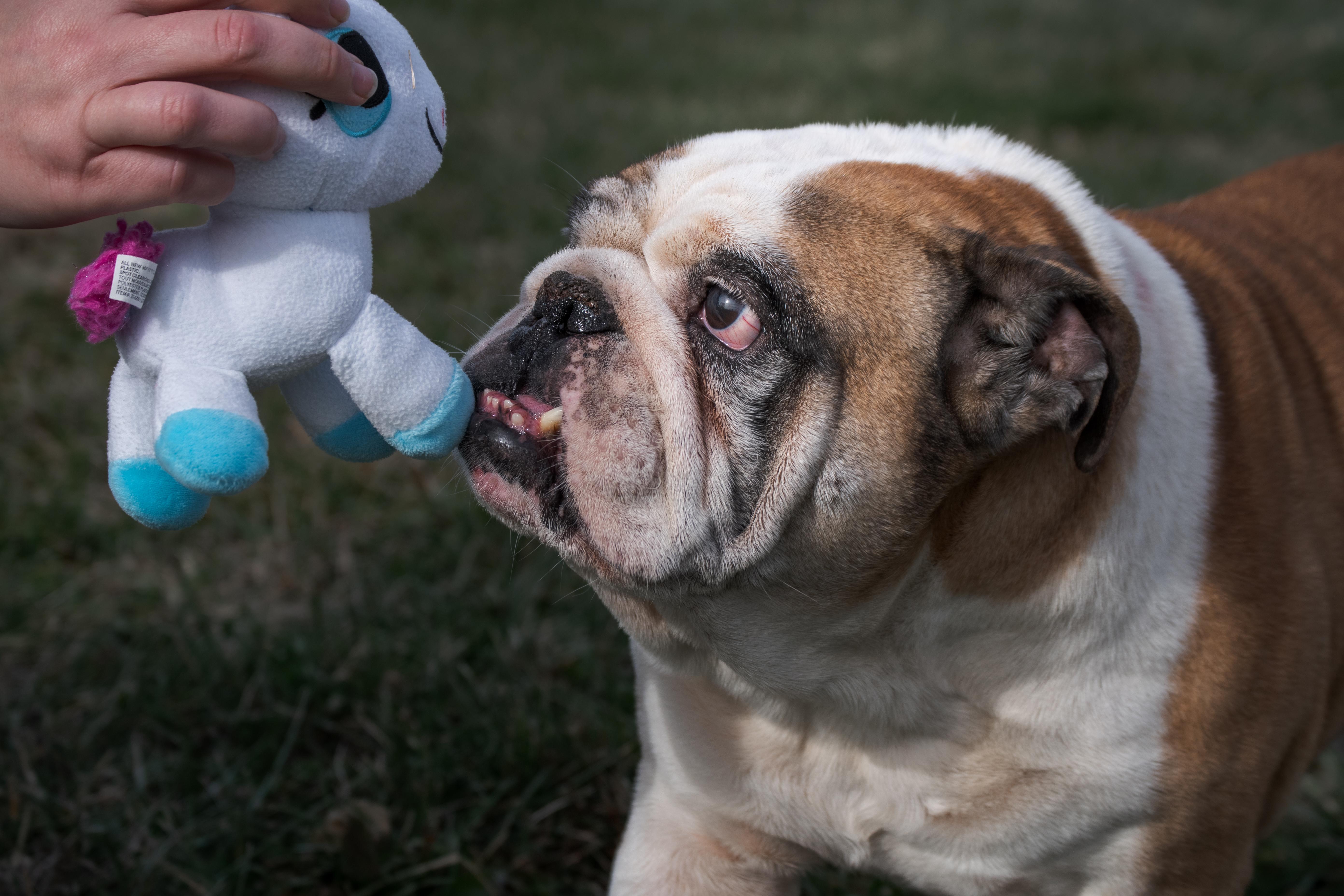 Enlarge Lucky, an adopted English Bulldog in Winchester, KY image 4/6