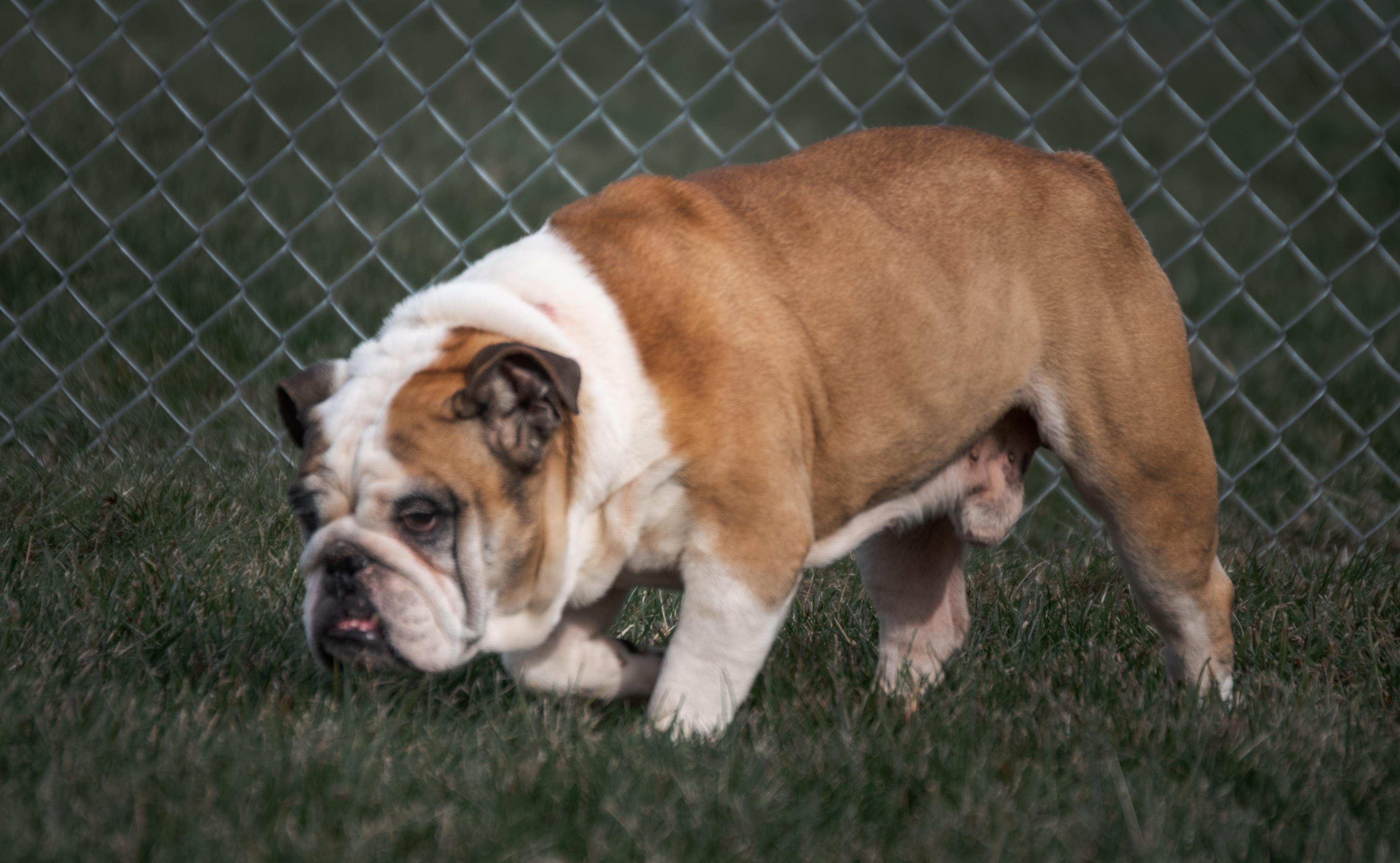 Enlarge Lucky, an adopted English Bulldog in Winchester, KY image 5/6