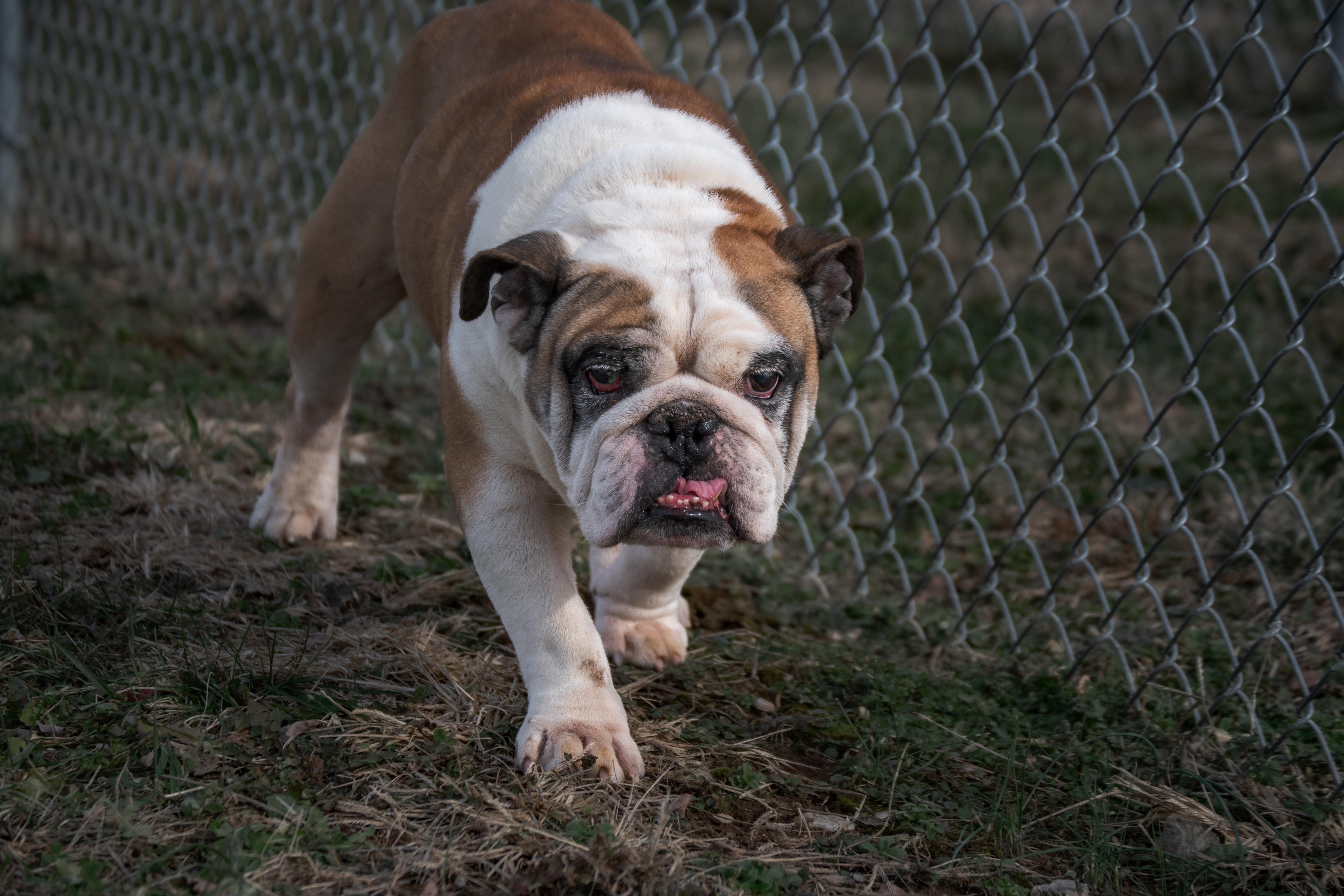 Enlarge Lucky, an adopted English Bulldog in Winchester, KY image 6/6