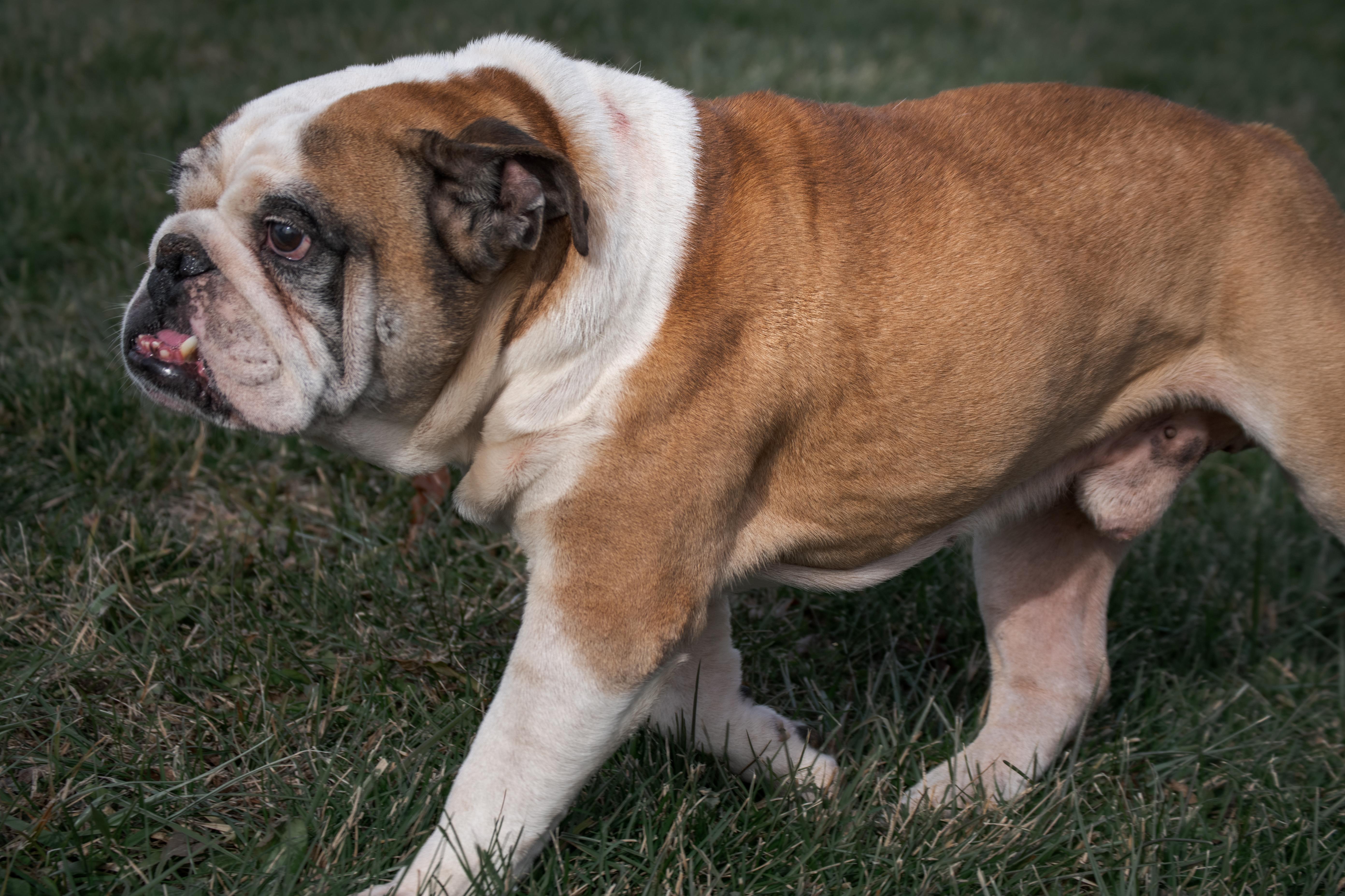 Enlarge Lucky, an adopted English Bulldog in Winchester, KY image 2/6