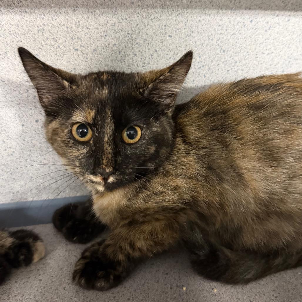 Enlarge Prim, a Adoptable Domestic Short Hair in Sheridan, WY image 1/1