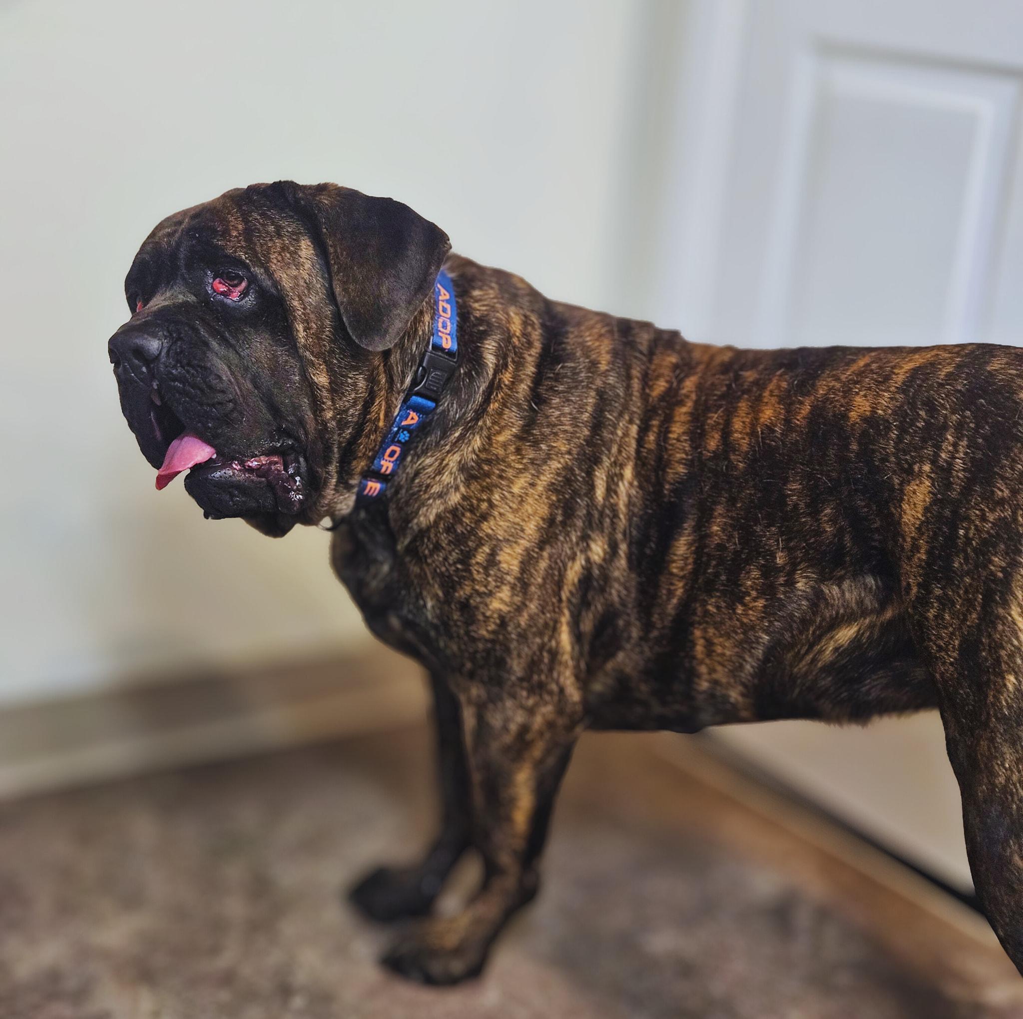 Enlarge Mack - Special Adopter or Rescue Needed!, a Adoptable mixed breed in Berkeley Springs, WV image 2/2