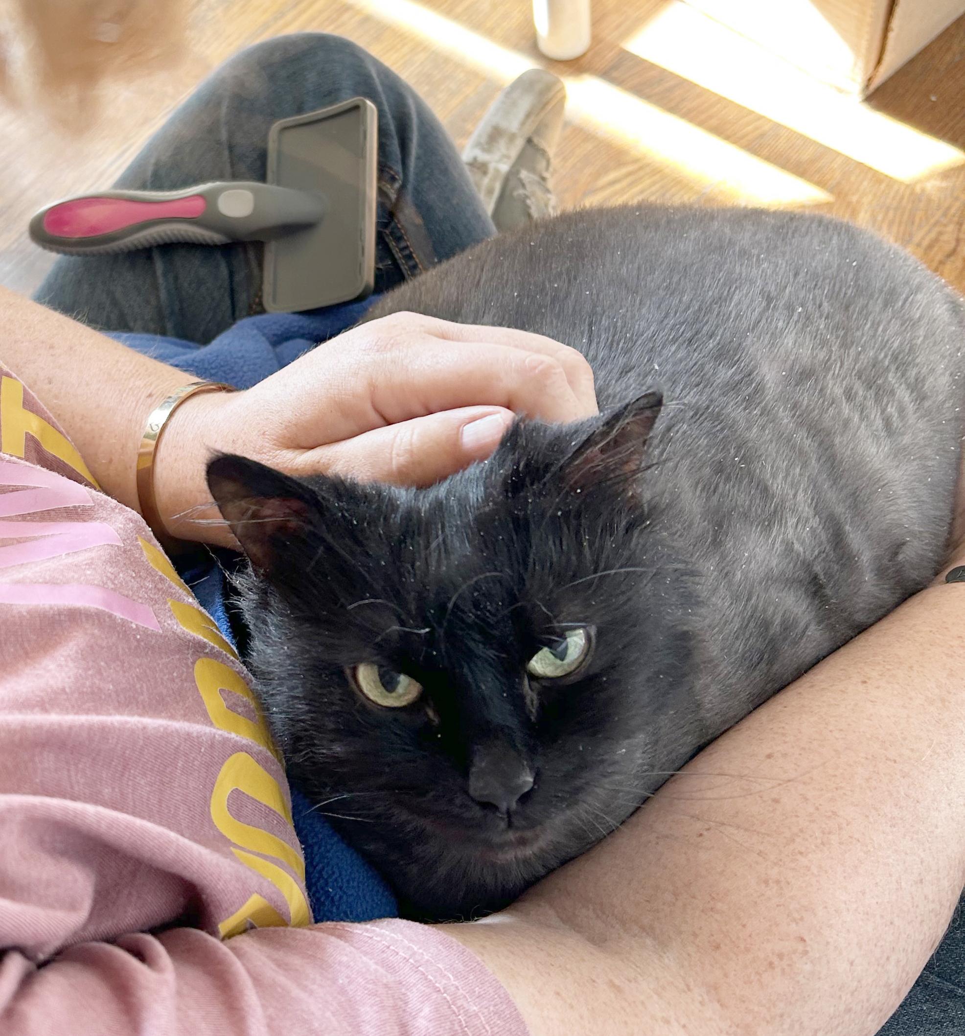 Fuzziwig