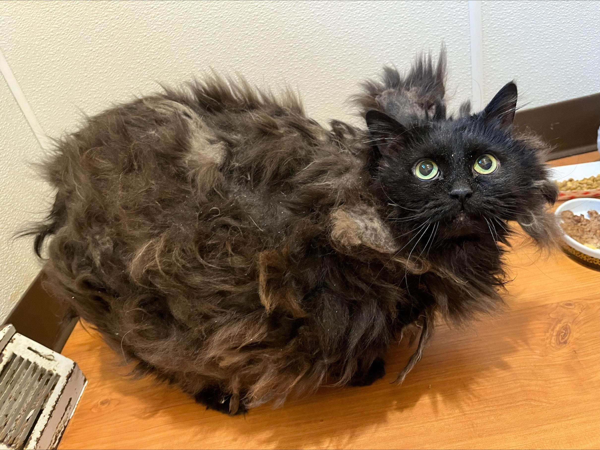 Fuzziwig