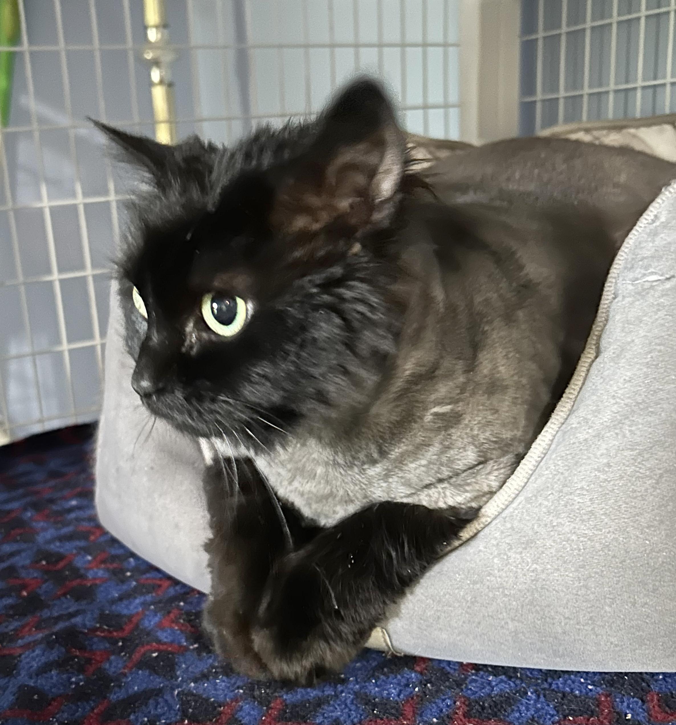 Fuzziwig