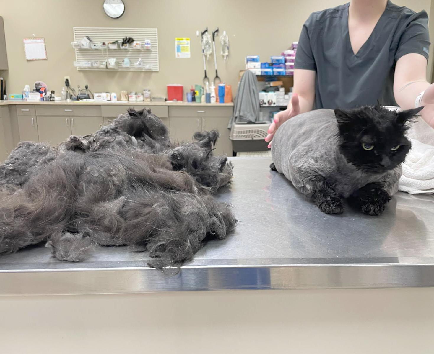 Fuzziwig