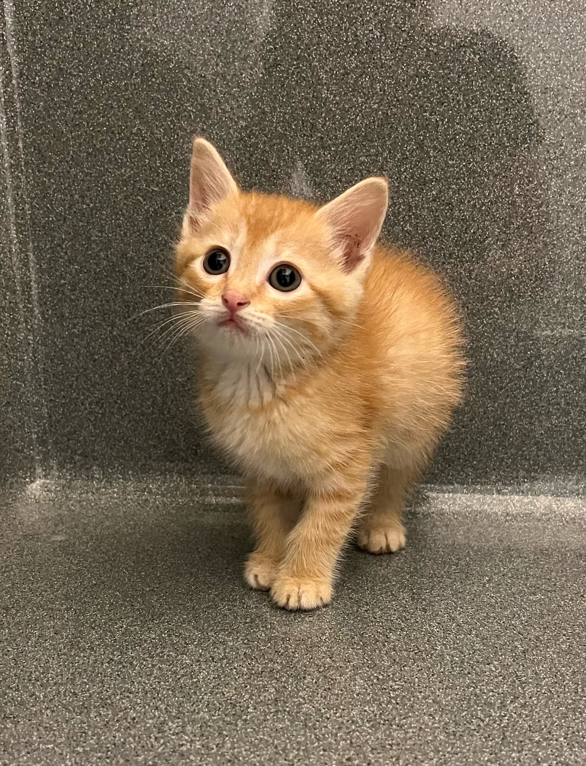 Enlarge Brian, a Adopted Domestic Short Hair in Forney, TX image 1/2