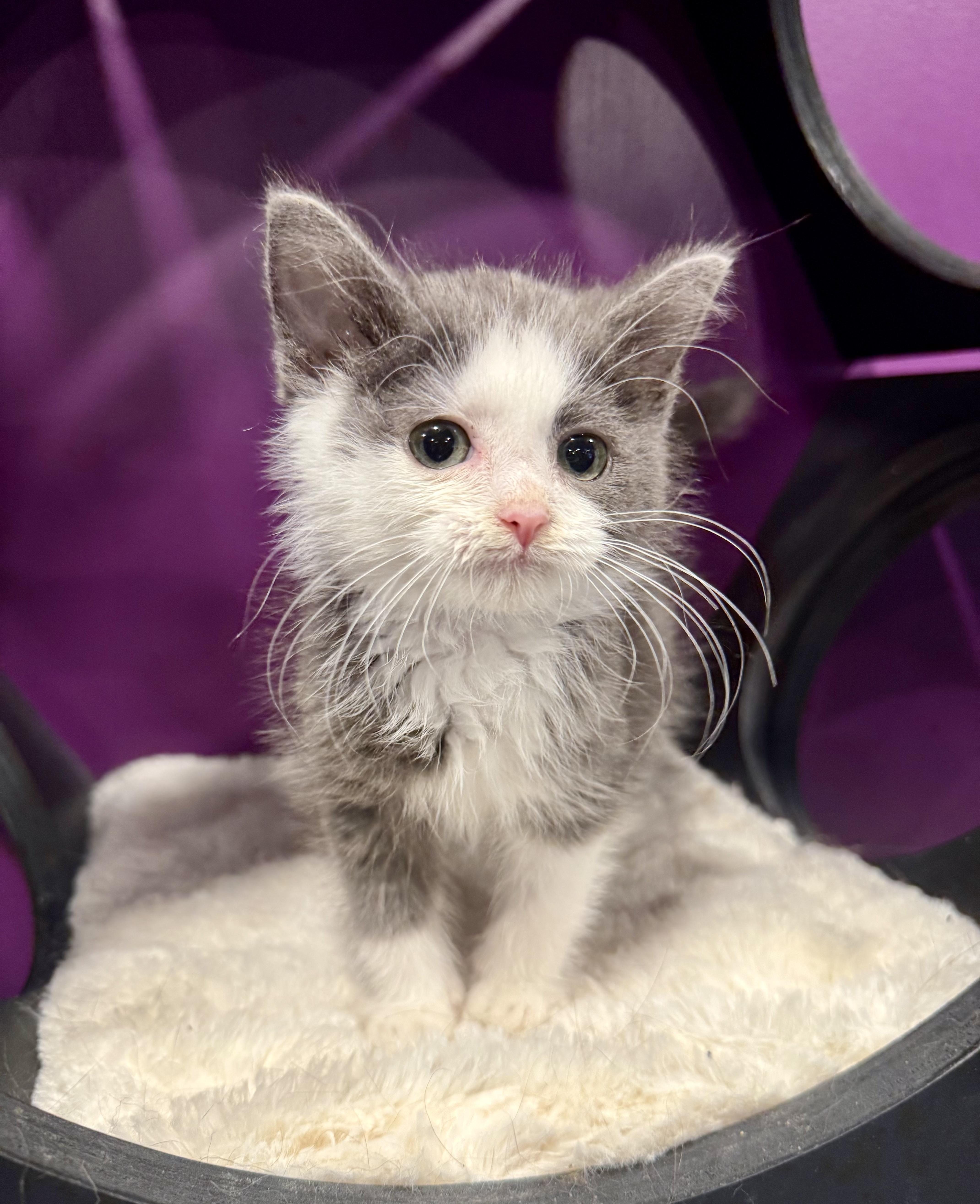 Sprite, a ADOPTABLE Domestic Short Hair in Frewsburg, NY image 2/2