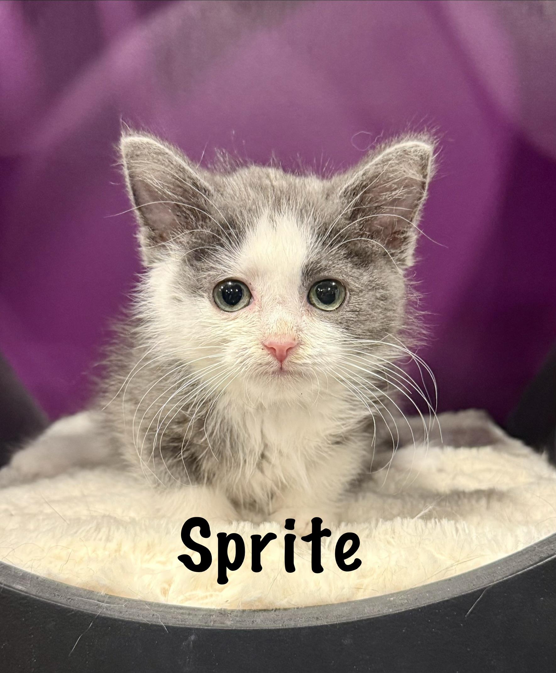 Sprite, a ADOPTABLE Domestic Short Hair in Frewsburg, NY image 1/2