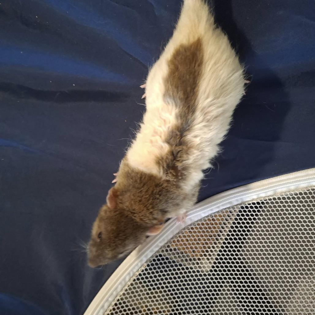Raphael, Adoptable, Young Male Rat.