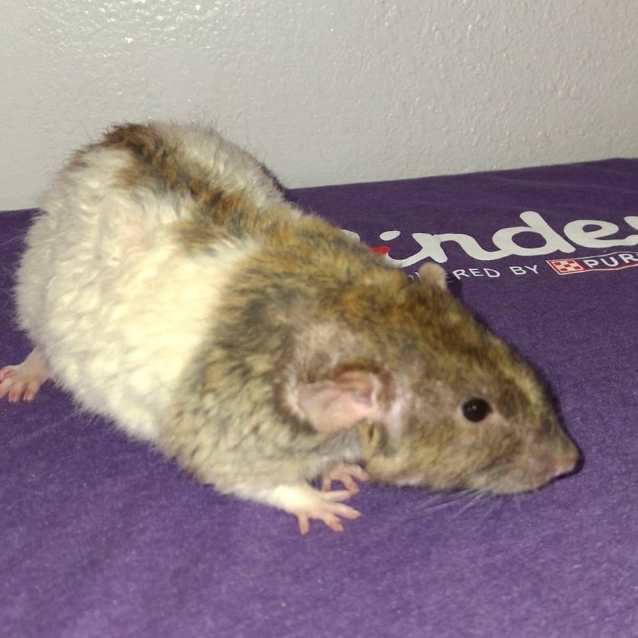 Raphael, a Adoptable Rat in Kingman, AZ image 2/3