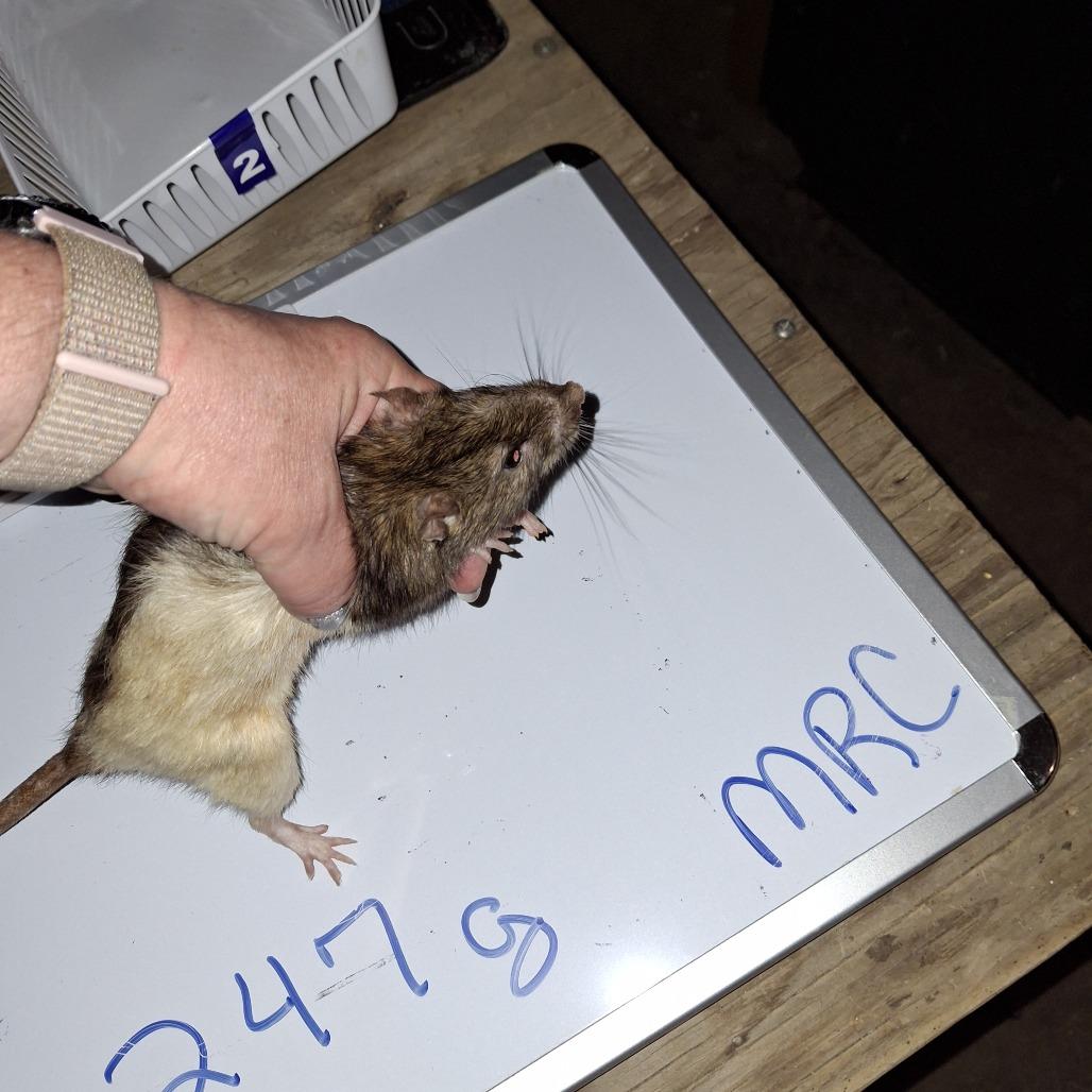 Raphael, a Adoptable Rat in Kingman, AZ image 3/3