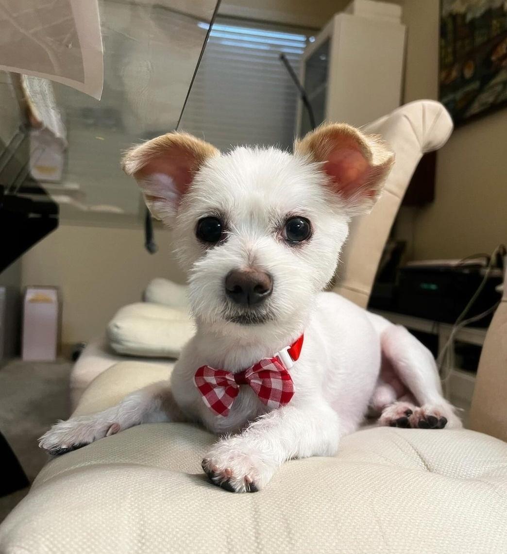 MILO, Adoptable, Adult Male Maltese & Terrier.