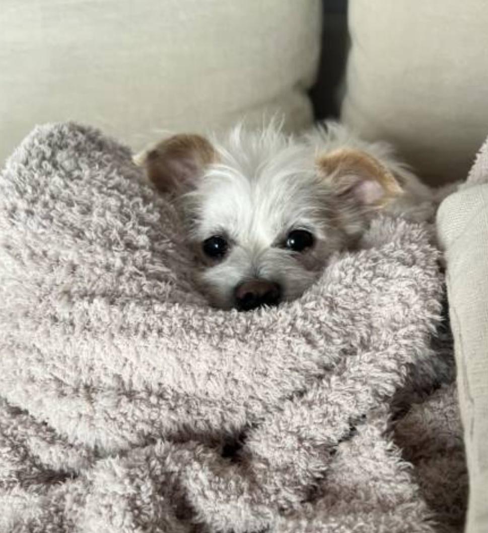 Enlarge MILO, a Adoptable mixed breed in La Mirada, CA image 5/6