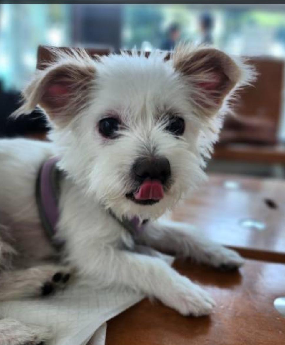 Enlarge MILO, a Adoptable mixed breed in La Mirada, CA image 3/6