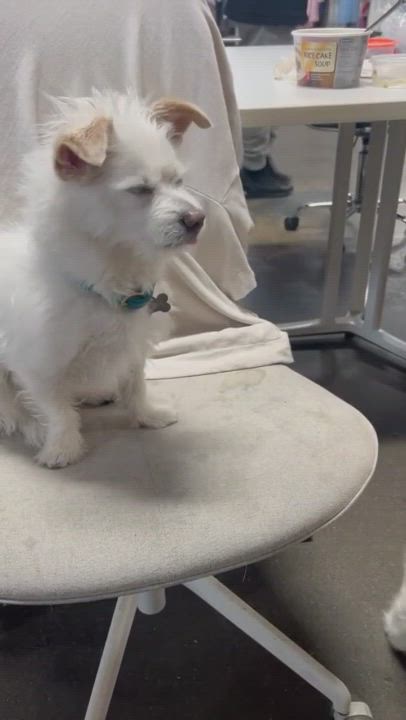 Enlarge MILO, a Adoptable mixed breed in La Mirada, CA video 6/6