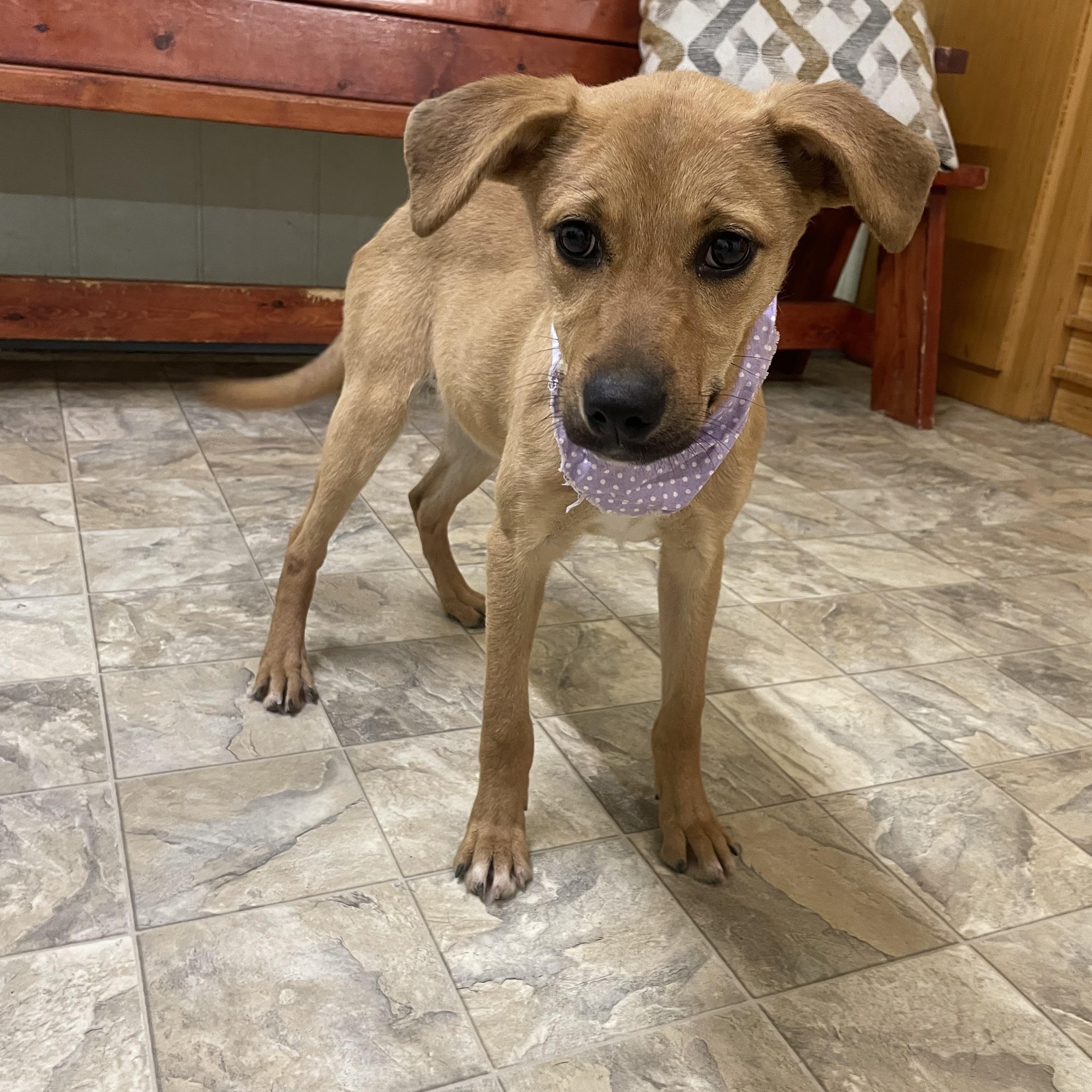 Kenzie, ADOPTABLE, Young Female Shepherd.