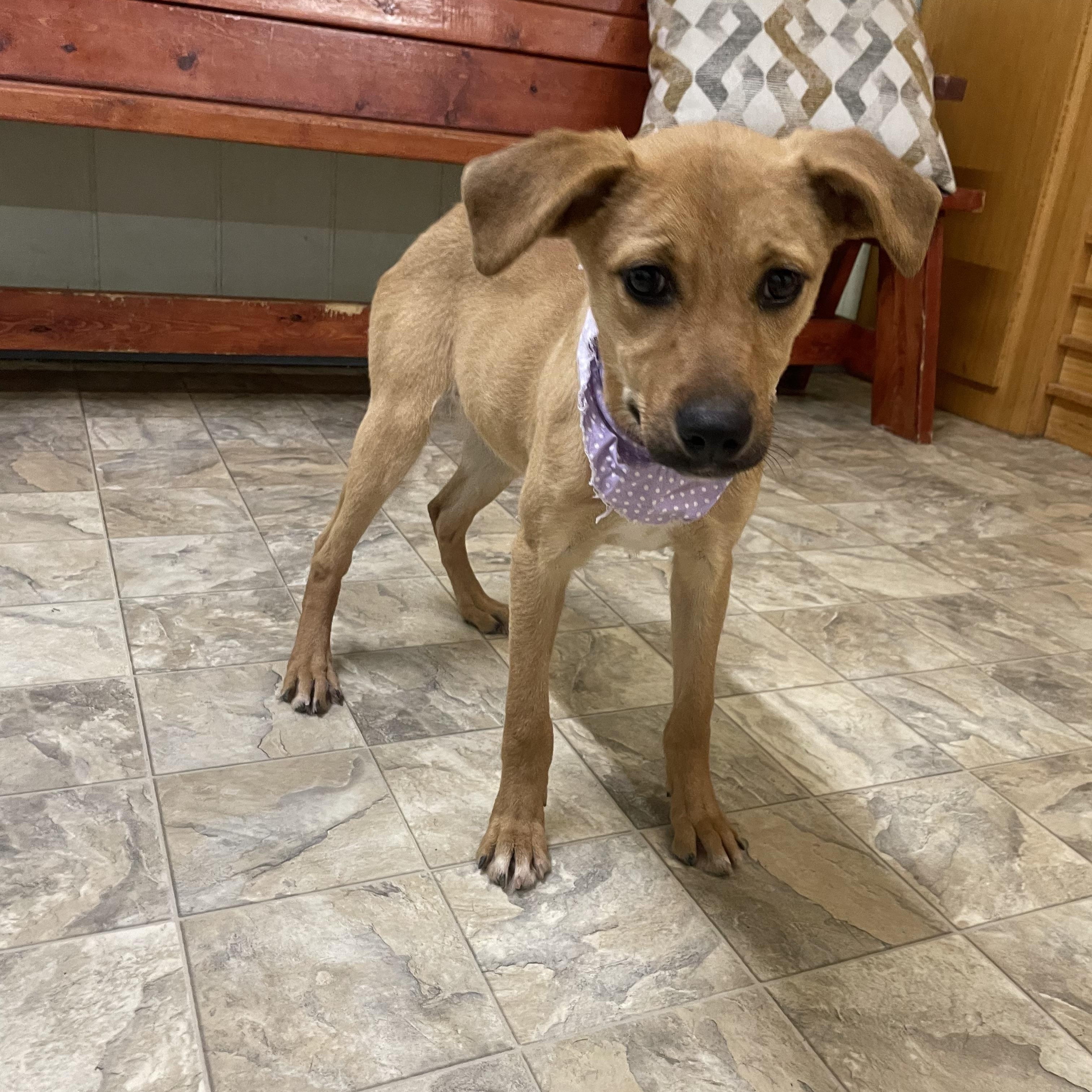 Enlarge Kenzie, a ADOPTABLE mixed breed in Pilot Point, TX image 4/5