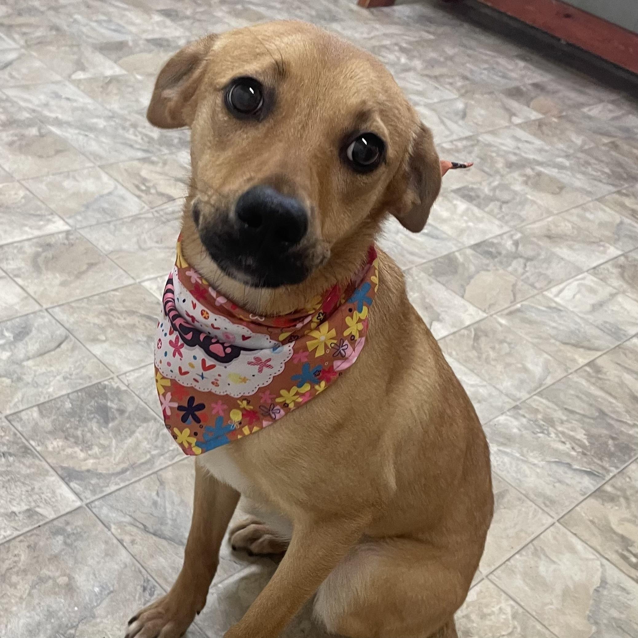 Enlarge Kenzie, a ADOPTABLE mixed breed in Pilot Point, TX image 3/5
