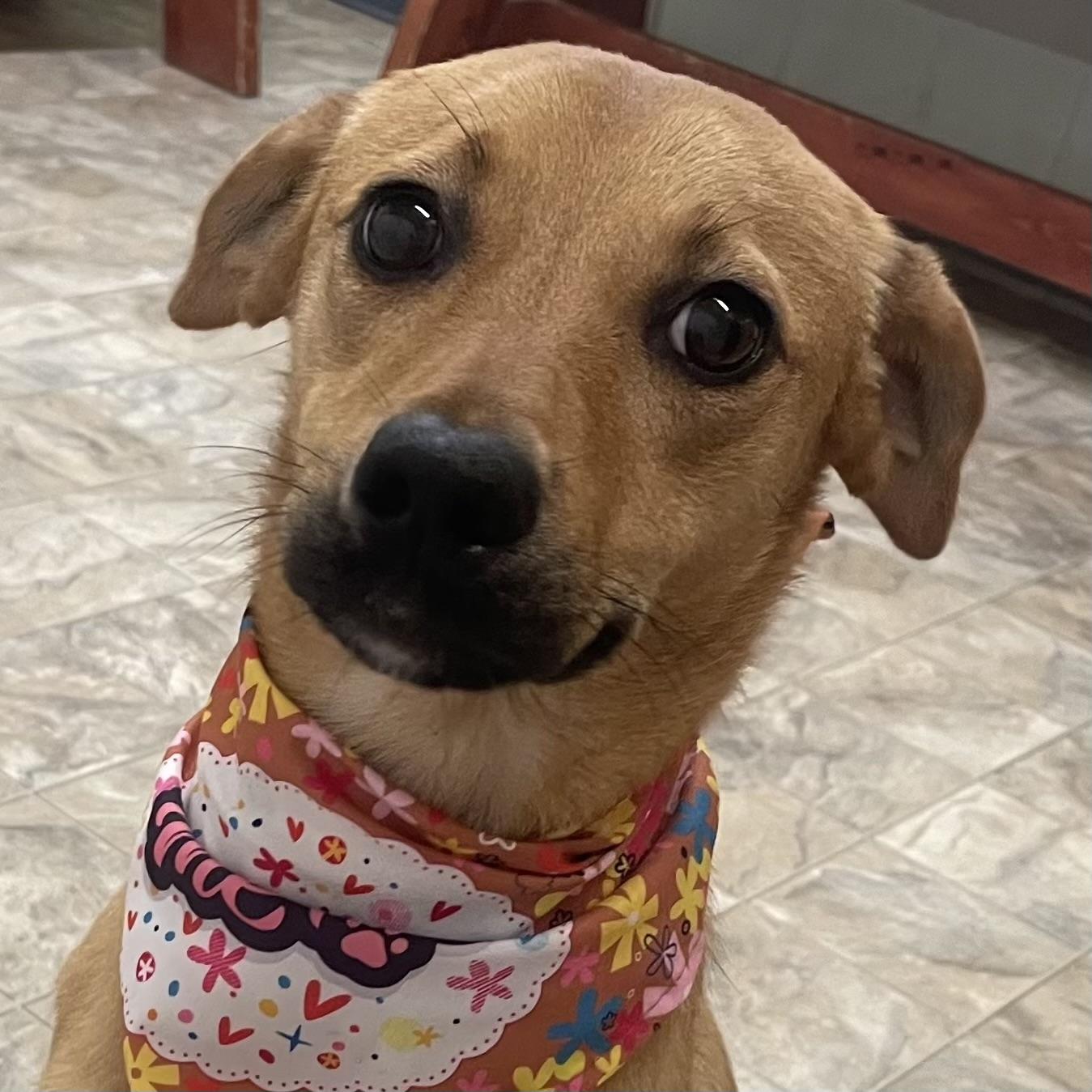 Enlarge Kenzie, a ADOPTABLE mixed breed in Pilot Point, TX image 2/5