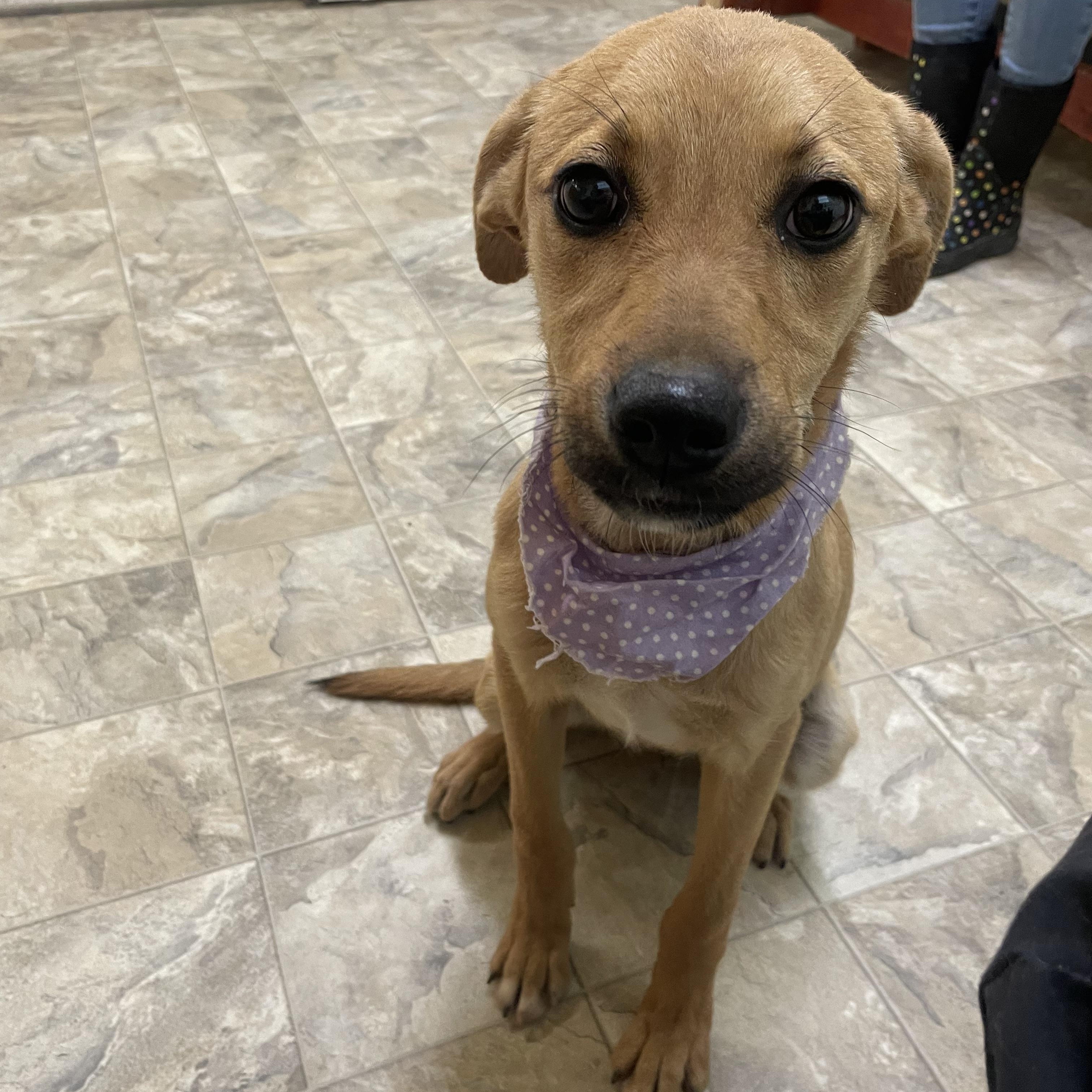 Enlarge Kenzie, a ADOPTABLE mixed breed in Pilot Point, TX image 5/5