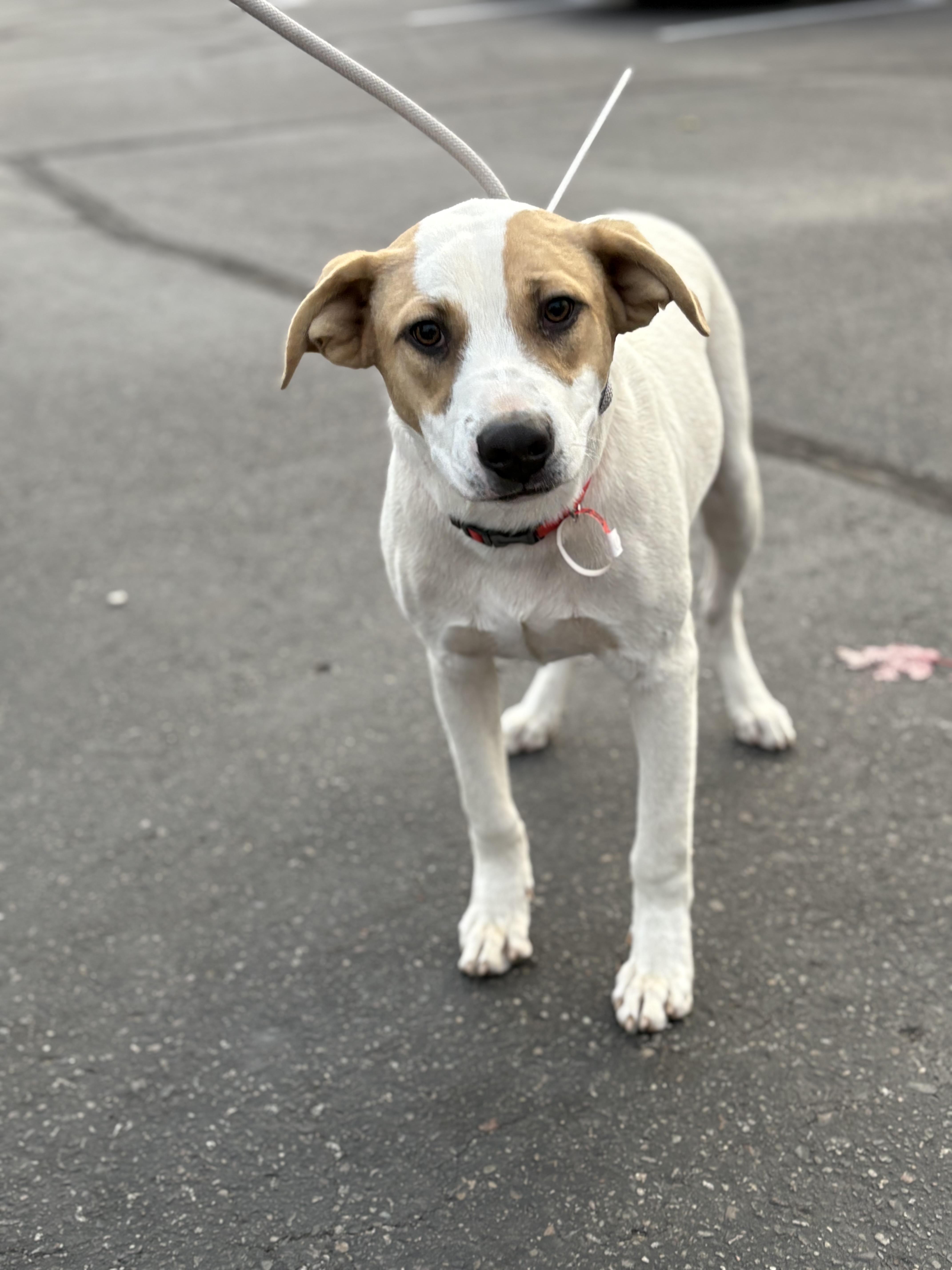 Dax, adoptable, Young Male Labrador Retriever.