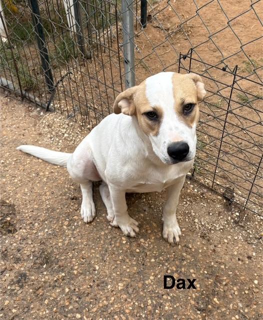 Dax