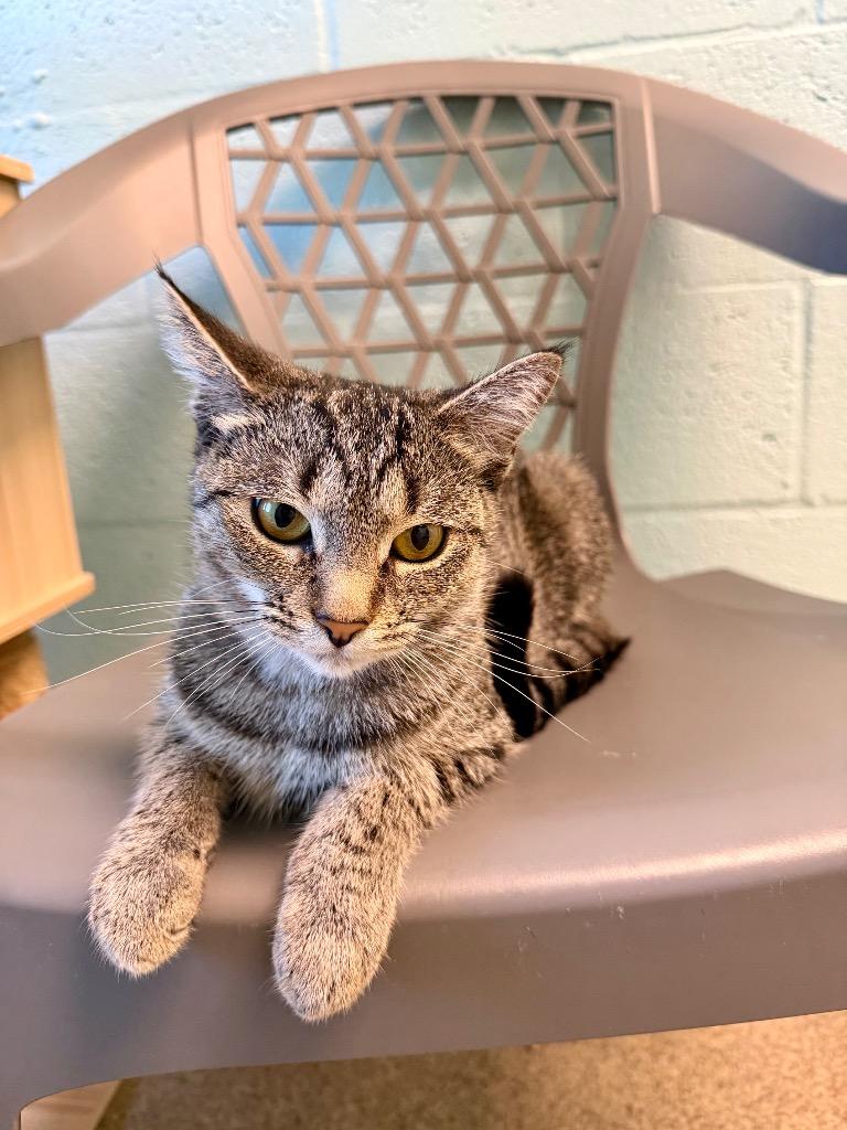 Honey Mustard, Adoptable, Young Female Domestic Short Hair.