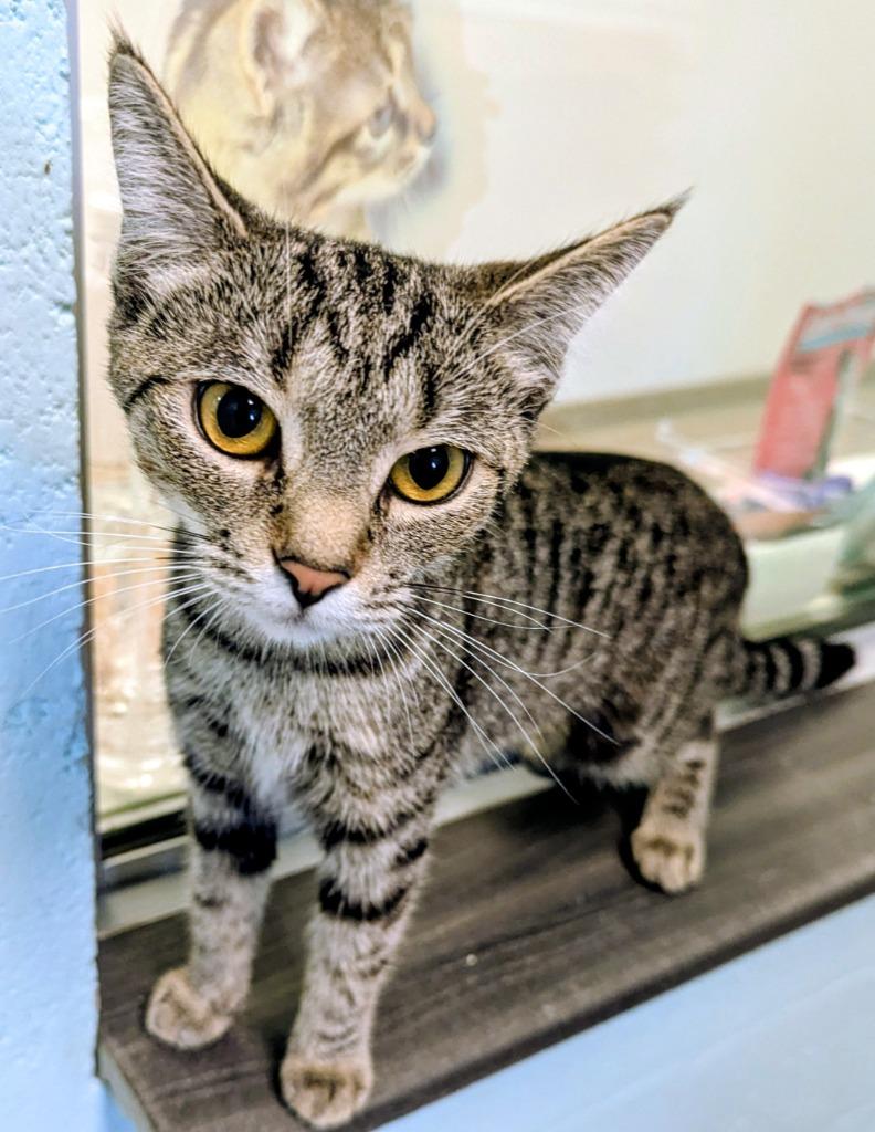 Enlarge Honey Mustard, a Adoptable mixed breed in Cape Coral, FL image 2/2