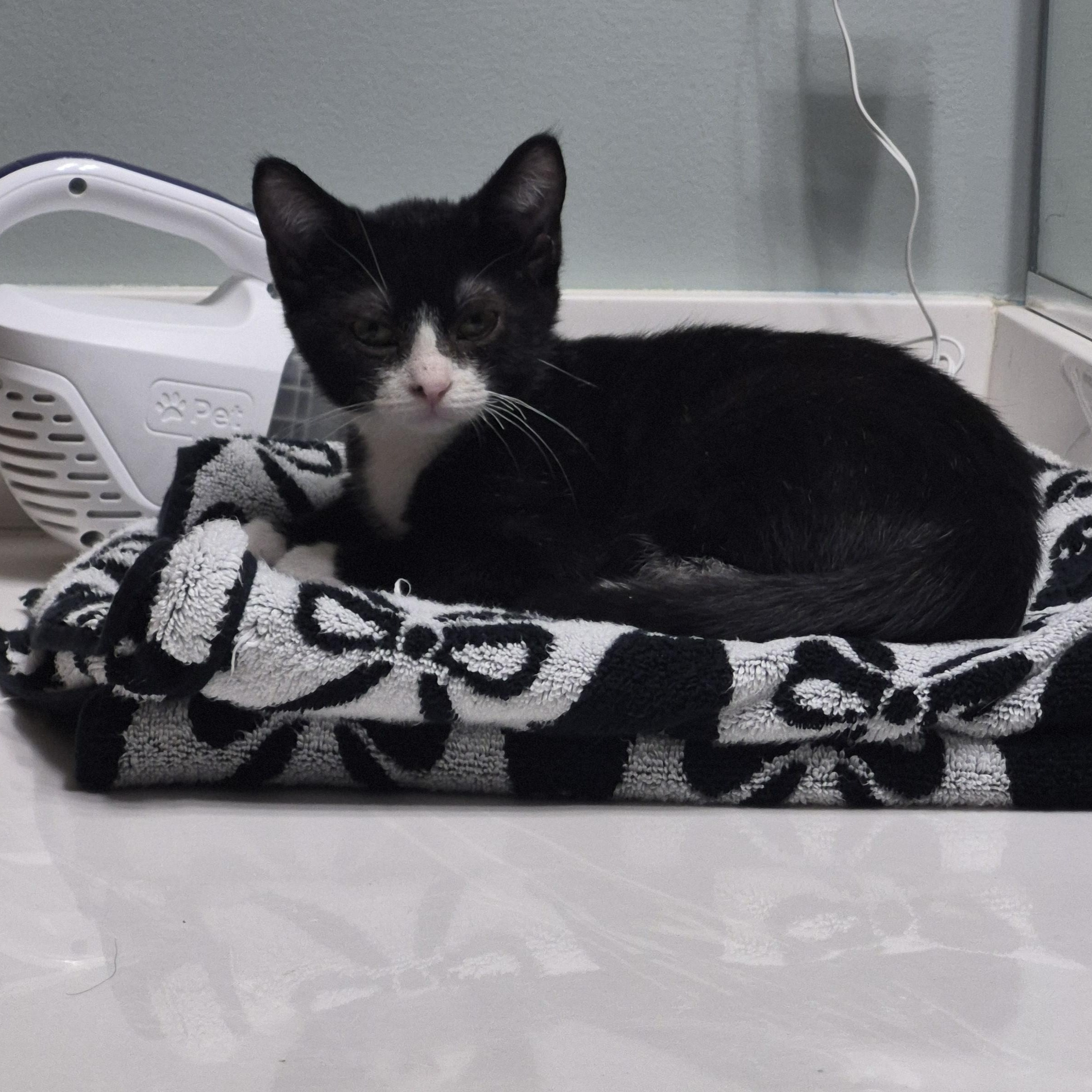 Enlarge Tux, a Adoptable Domestic Short Hair in Plainfield, IL image 3/3