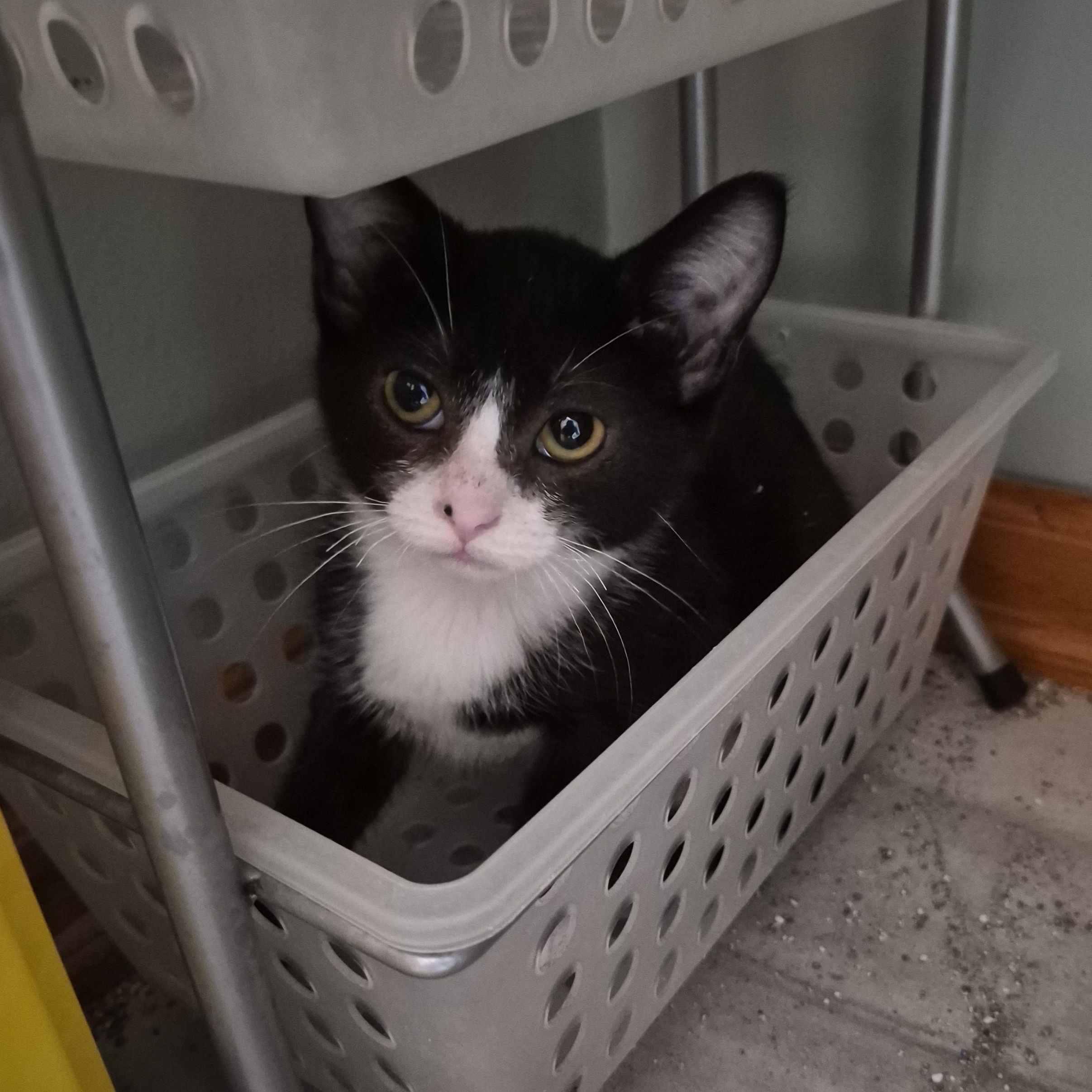 Enlarge Tux, a Adoptable Domestic Short Hair in Plainfield, IL image 2/3