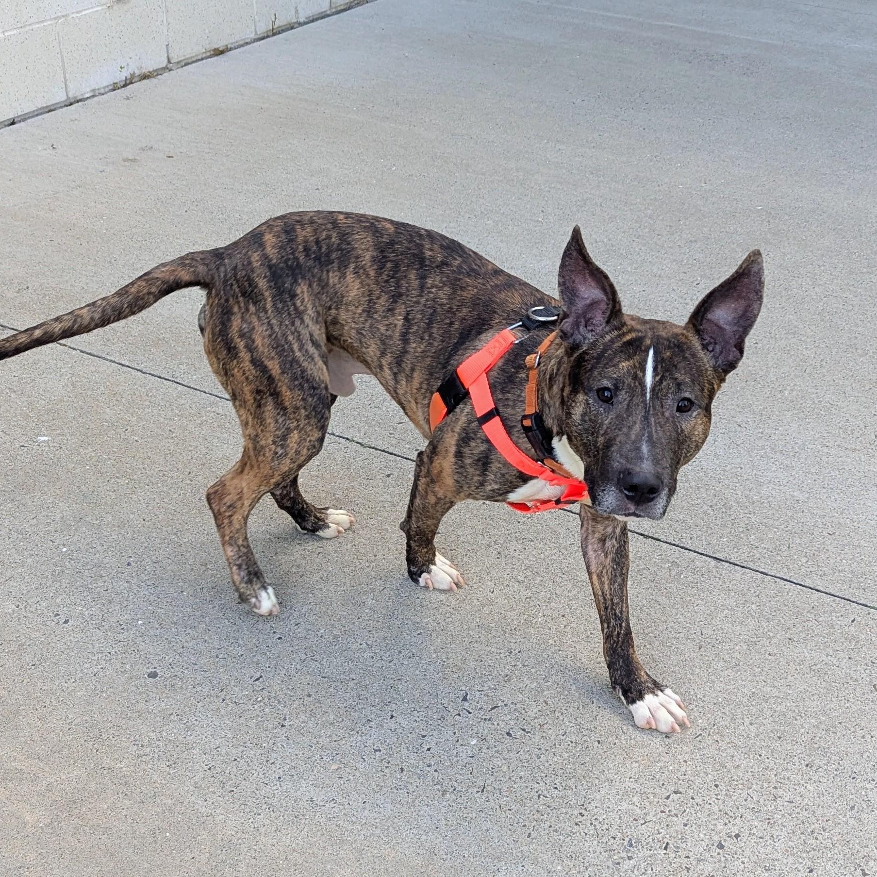 Enlarge Hickory , a ADOPTABLE mixed breed in Stratford, CT image 2/3