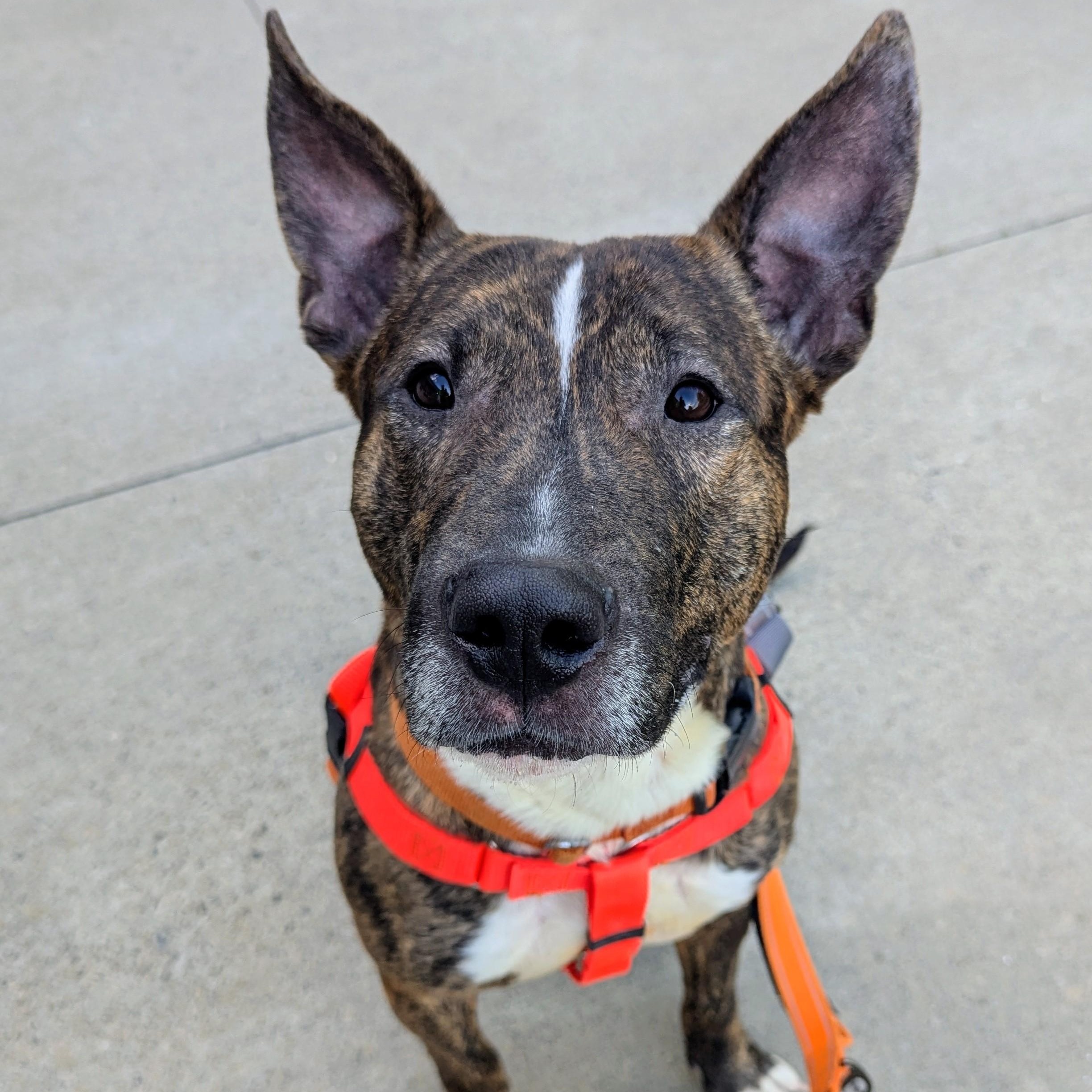 Enlarge Hickory , a ADOPTABLE mixed breed in Stratford, CT image 1/3