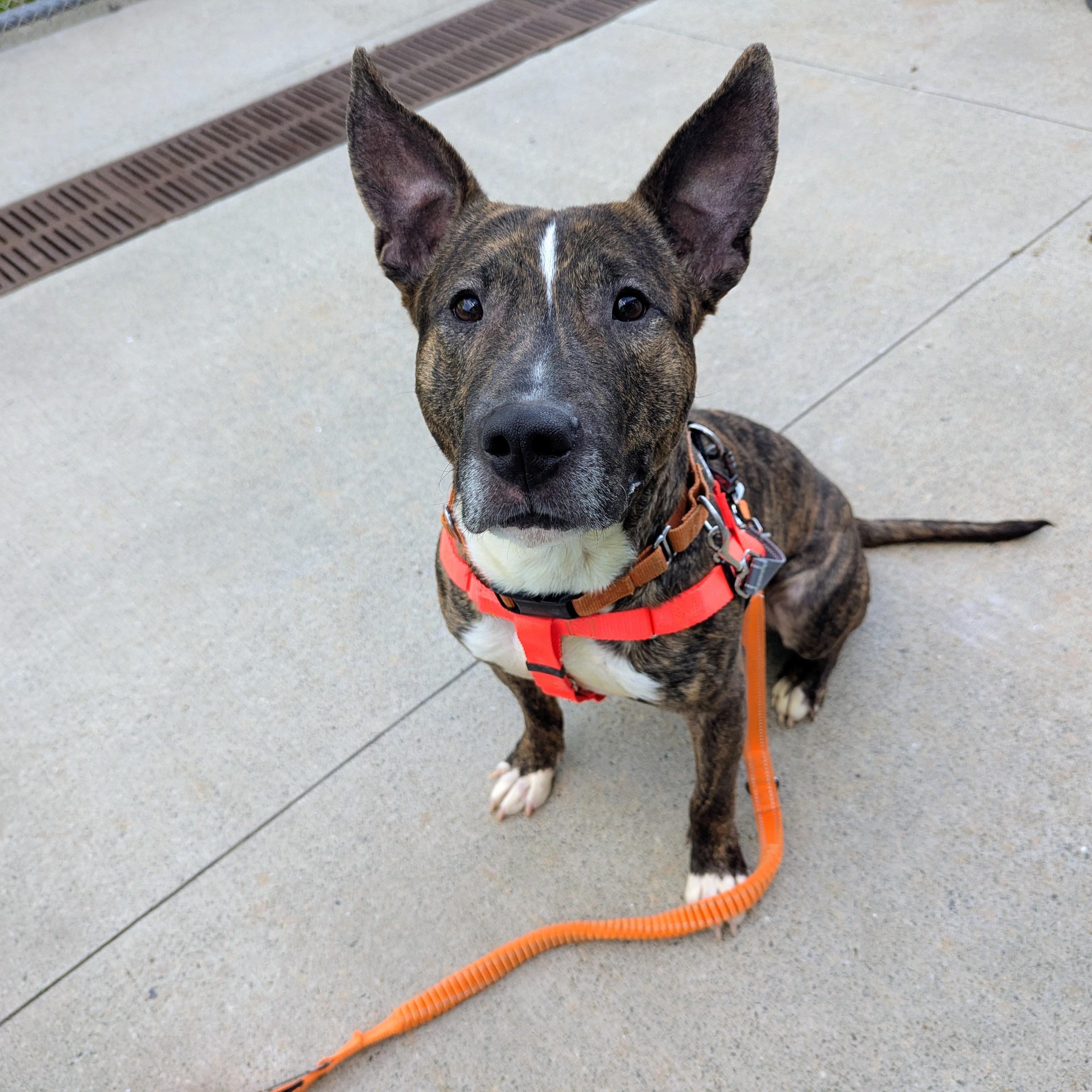 Enlarge Hickory , a ADOPTABLE mixed breed in Stratford, CT image 3/3