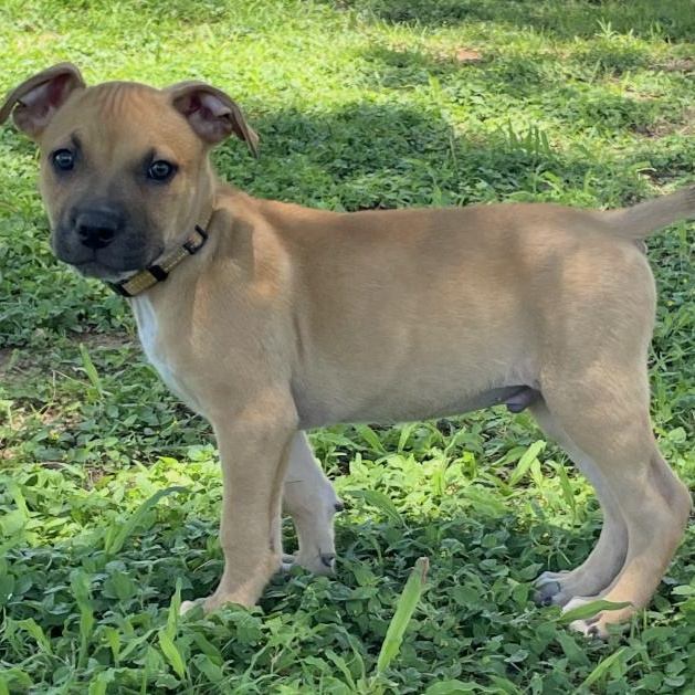 Enlarge Bert, an adopted mixed breed in Gilbert, AZ image 2/3